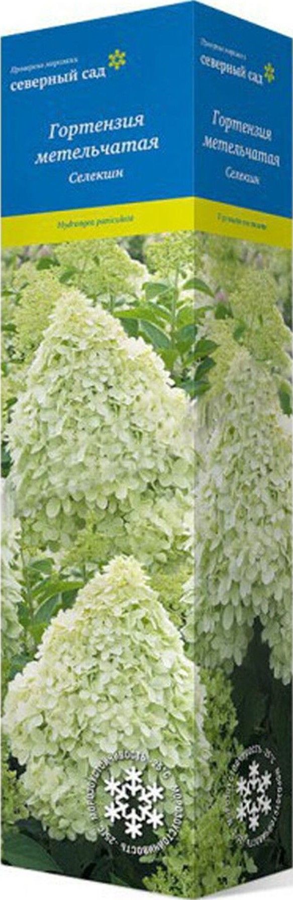 Изображение товара Саженец Гортензия метельчатая Селекшен С1 Н37