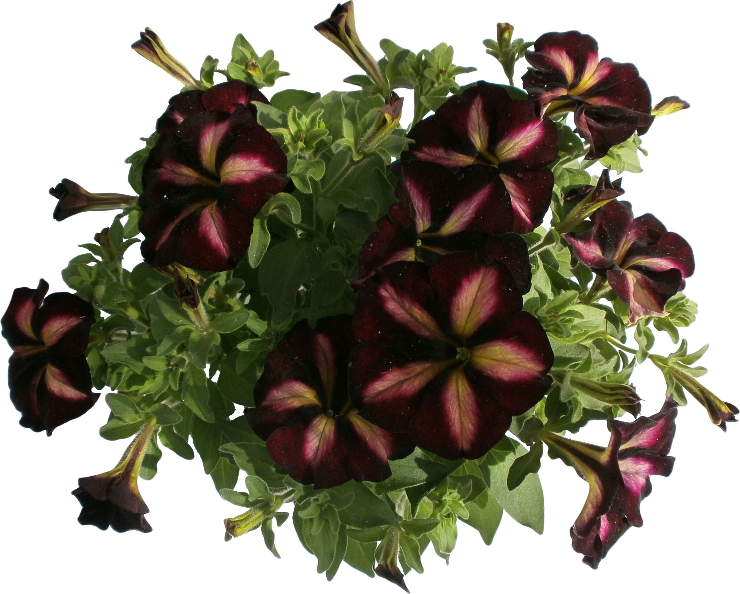 Изображение товара Растение Петуния 30 см D12 см