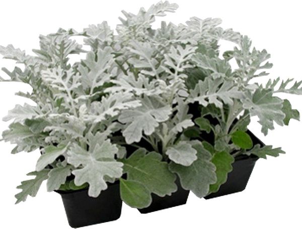 Изображение товара Рассада Цинерария микс 6 шт./уп.