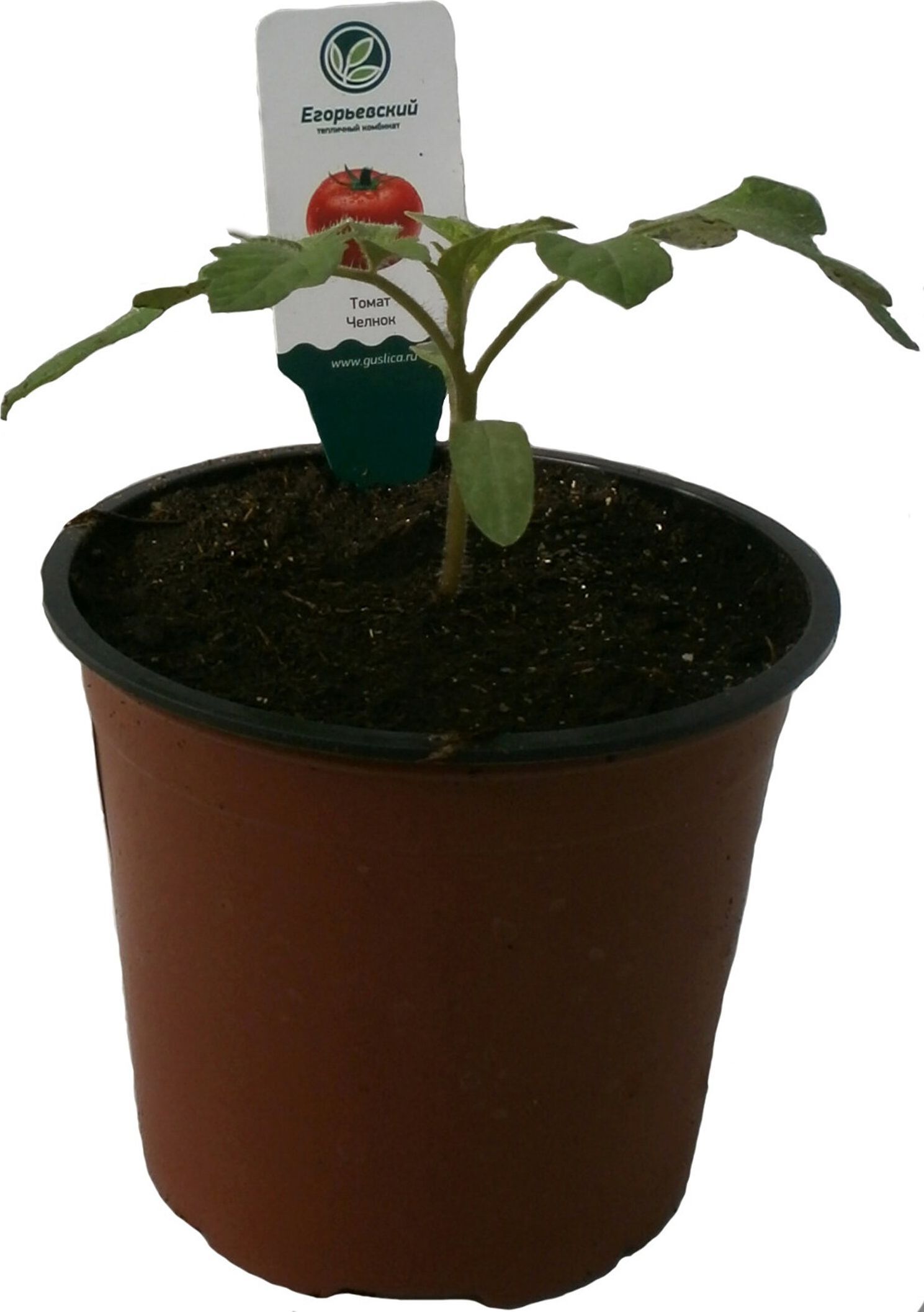 Изображение товара Рассада Перец в горшке D12 H20 в ассортименте, для солнечных участков