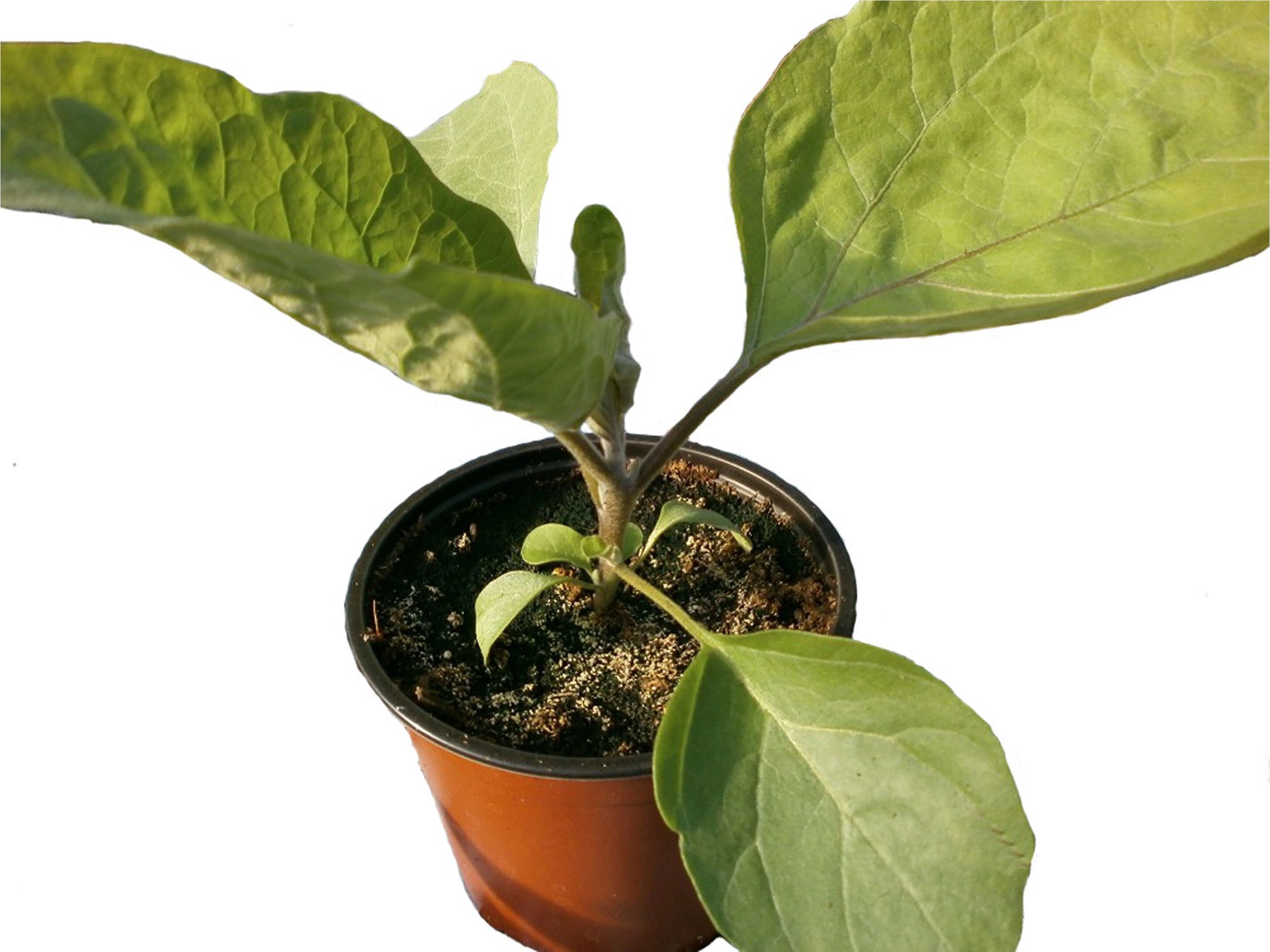 Изображение товара Рассада Баклажан в контейнере D12 H20 в ассортименте