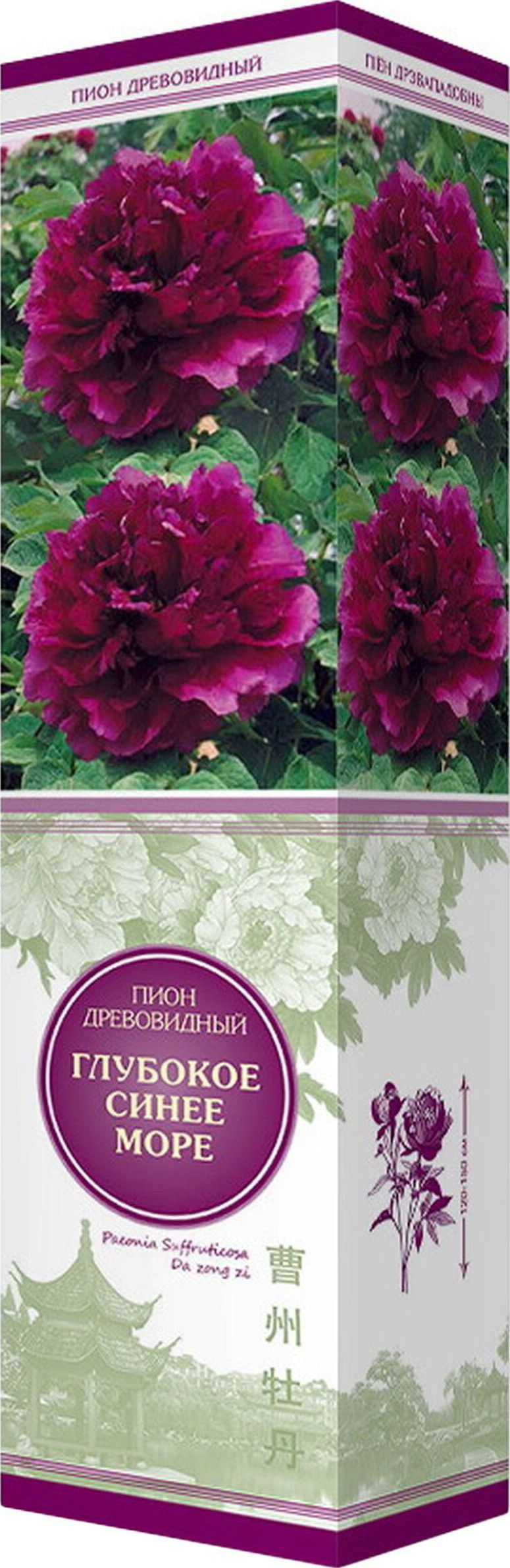 Изображение товара Саженец Пион Глубокое синее море С1 Н37