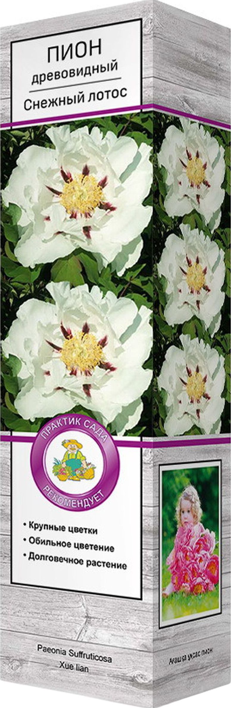 Изображение товара Саженец Пион Снежный лотос С1 Н37 - морозоустойчивый кустарник