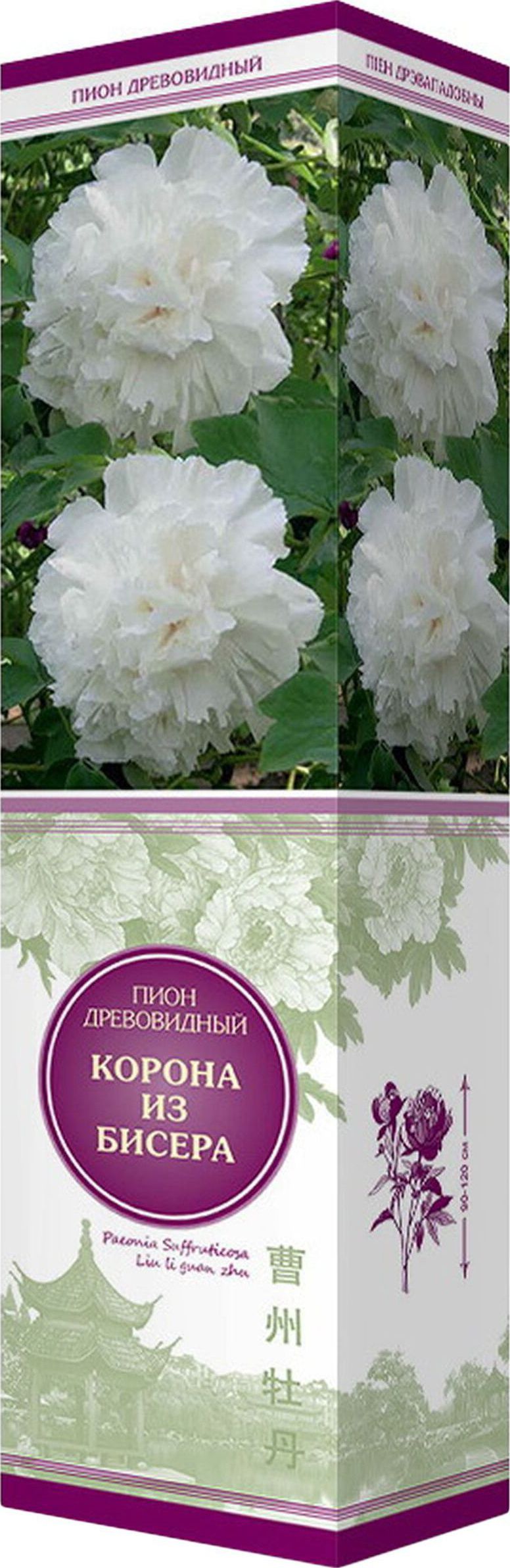 Изображение товара Саженец Пион Корона из бисера с обильным цветением, морозостойкий, 120 см