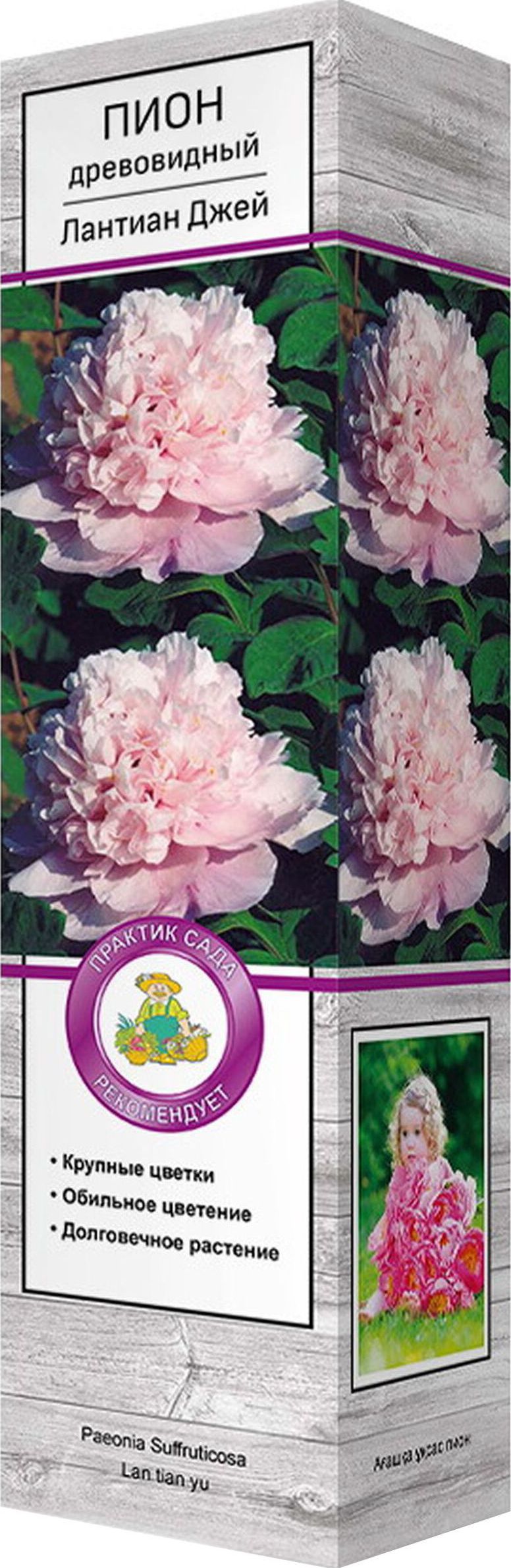 Изображение товара Саженец Пион Лантиан Джей С1 Н37