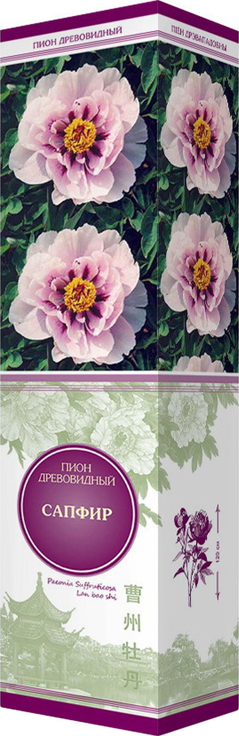 Изображение товара Саженец Пион Сапфир С1 Н37