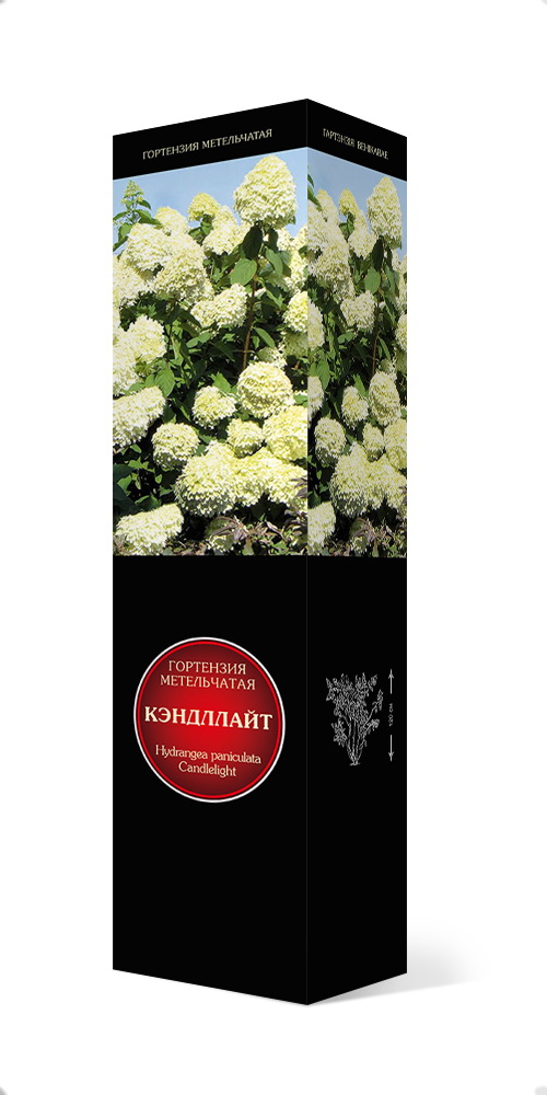Изображение товара Саженец гортензия Кэндэлайт С1 Н37