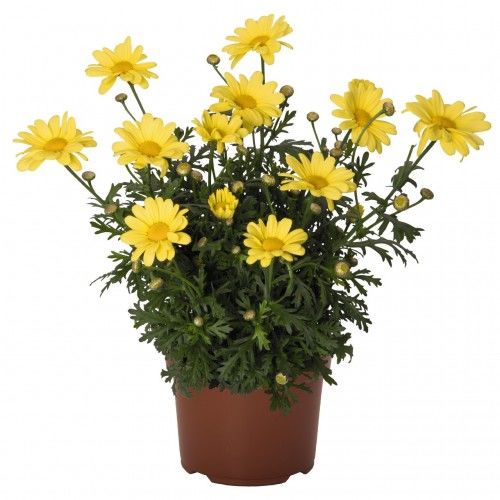 Изображение товара Растение Аргирантерум D13 H30 яркое многолетнее растение в горшке