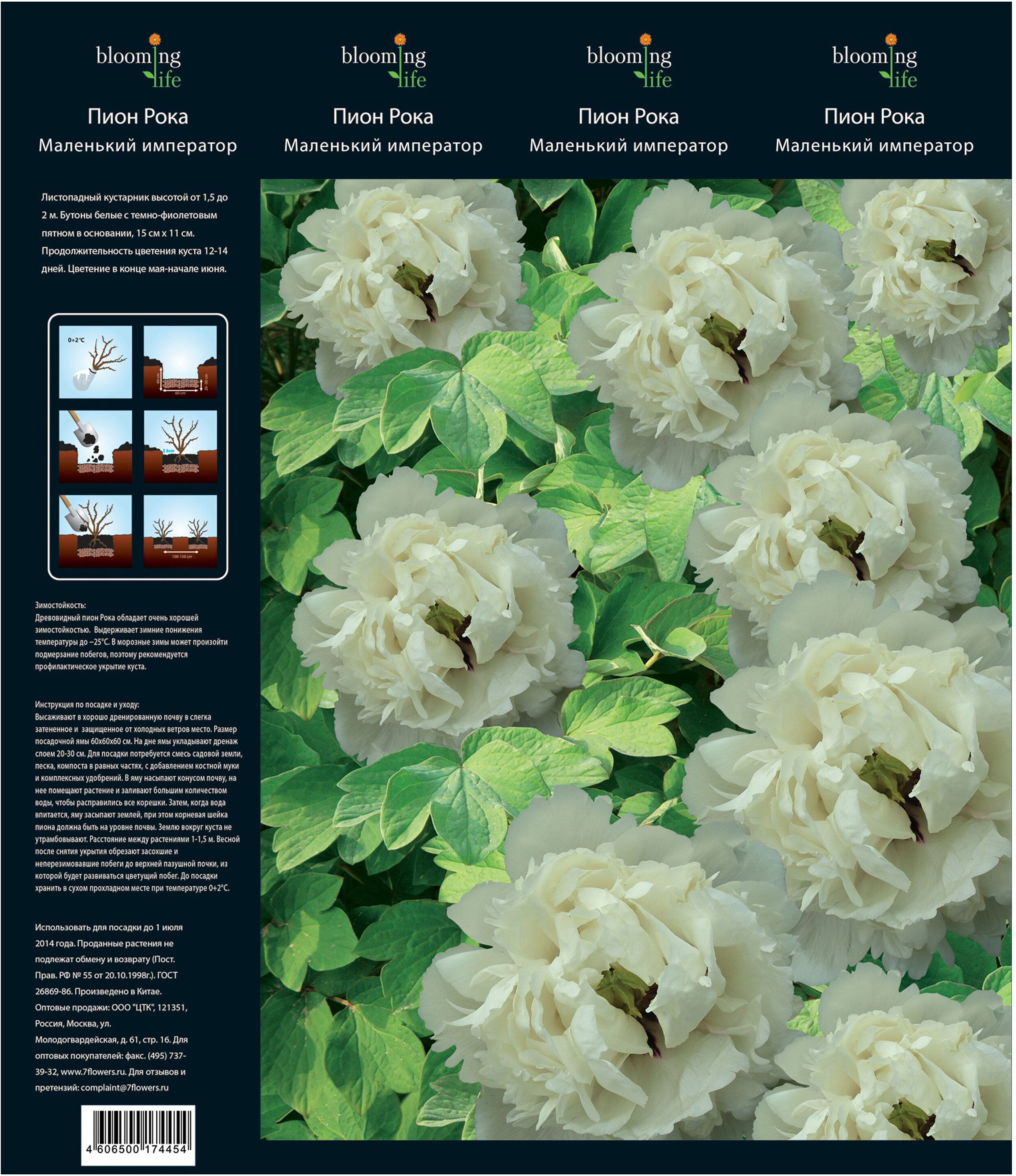 Изображение товара Саженец пиона Рока Маленький Император в коробке посадка и уход