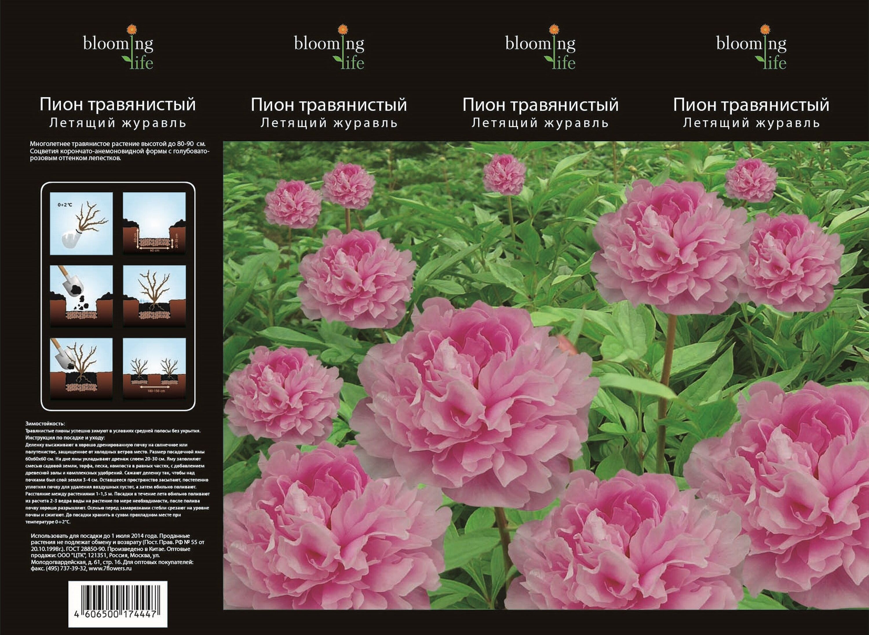 Изображение товара Саженец пиона травянистого Летящий журавль, яркое цветение, морозостойкий