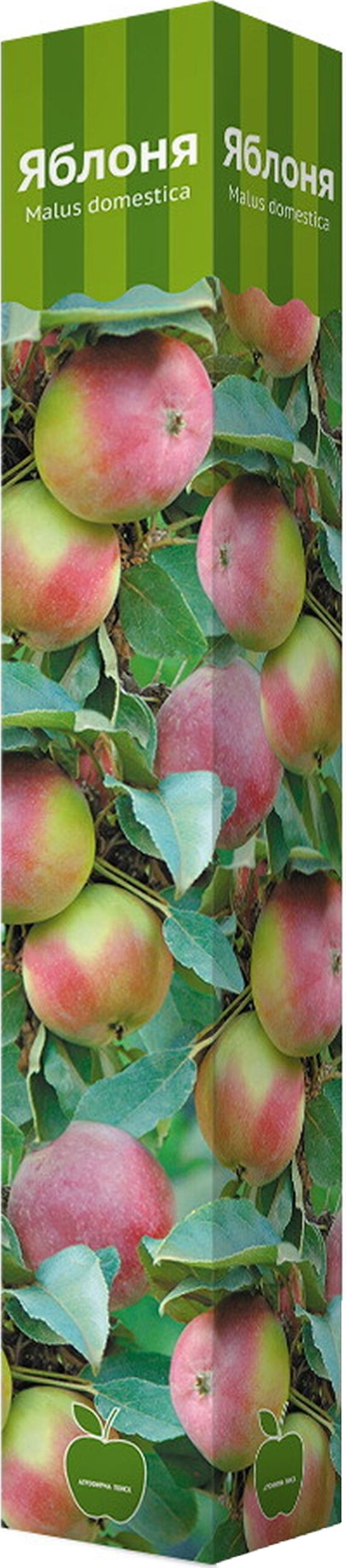 Изображение товара Растение Яблоня ПОИСК C1 Н60 в ассортименте
