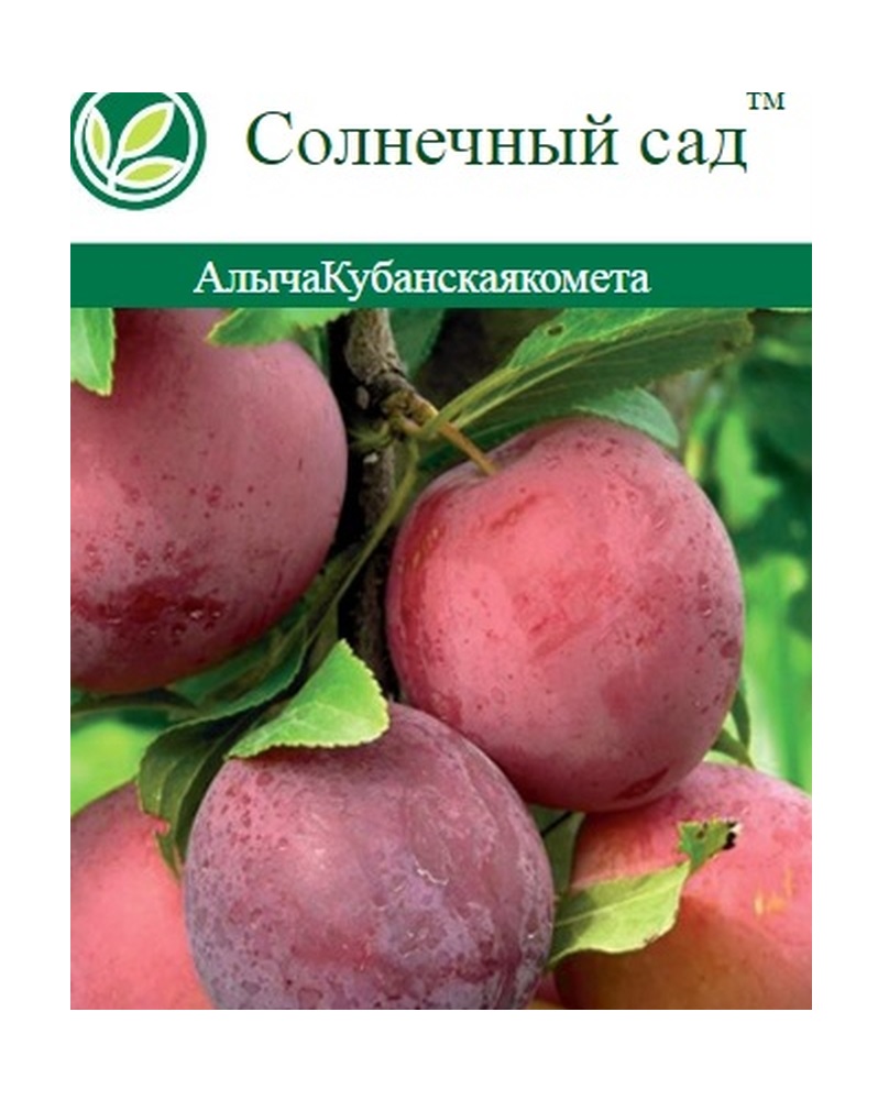 Изображение товара Виноград плодовый сорт С2 Н35 - крупные ягоды урожайный сорт