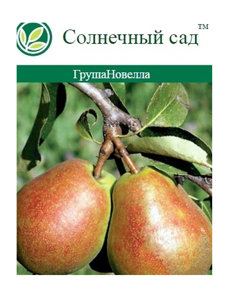 Изображение товара Растение Алыча С2 Н60 - устойчивое и урожайное дерево для сада