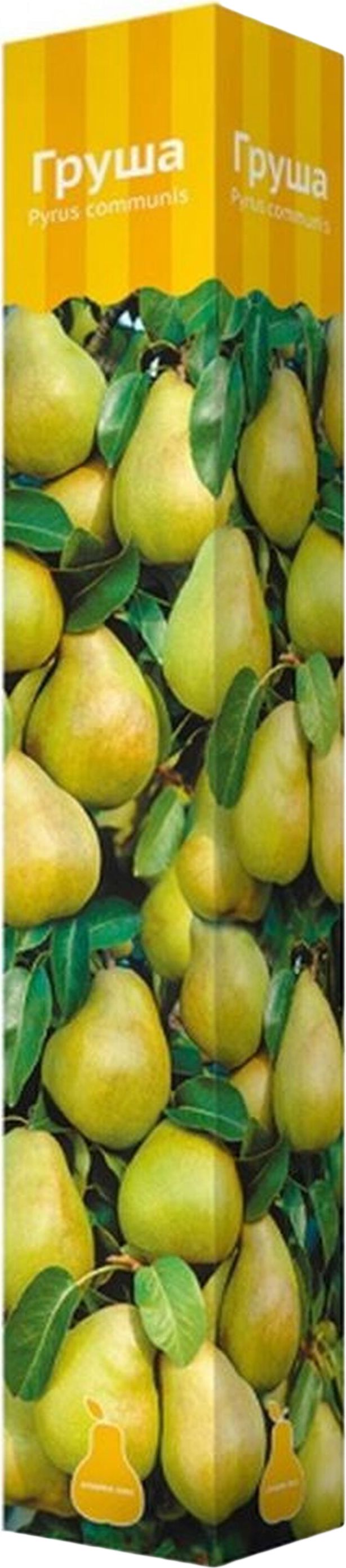 Изображение товара Растение груша С2 Н60 - сорт для осеннего сбора, высокорослая, с яркими плодами