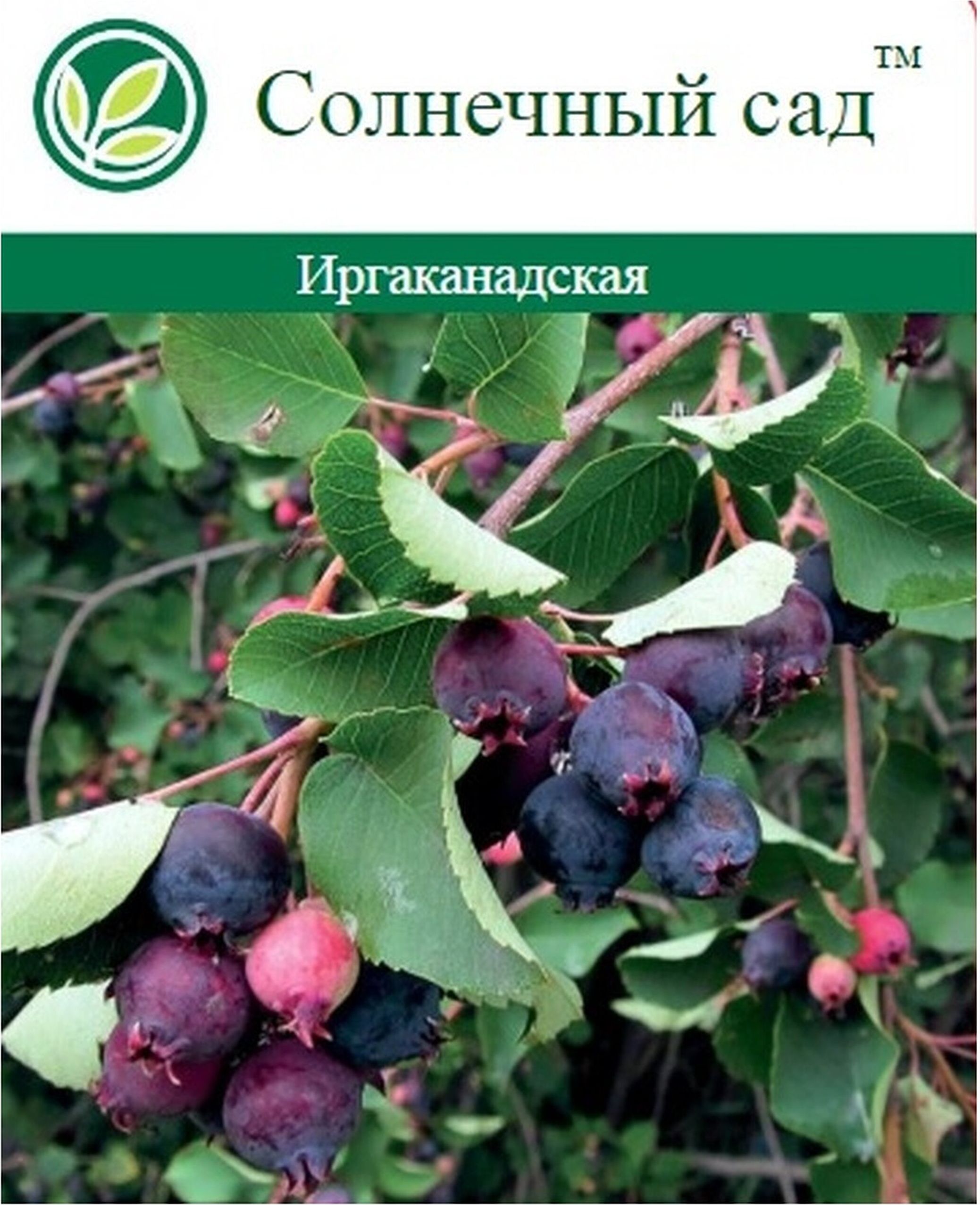 Изображение товара Растение Ирга С2 Н60 1 шт для сада и ландшафтного дизайна