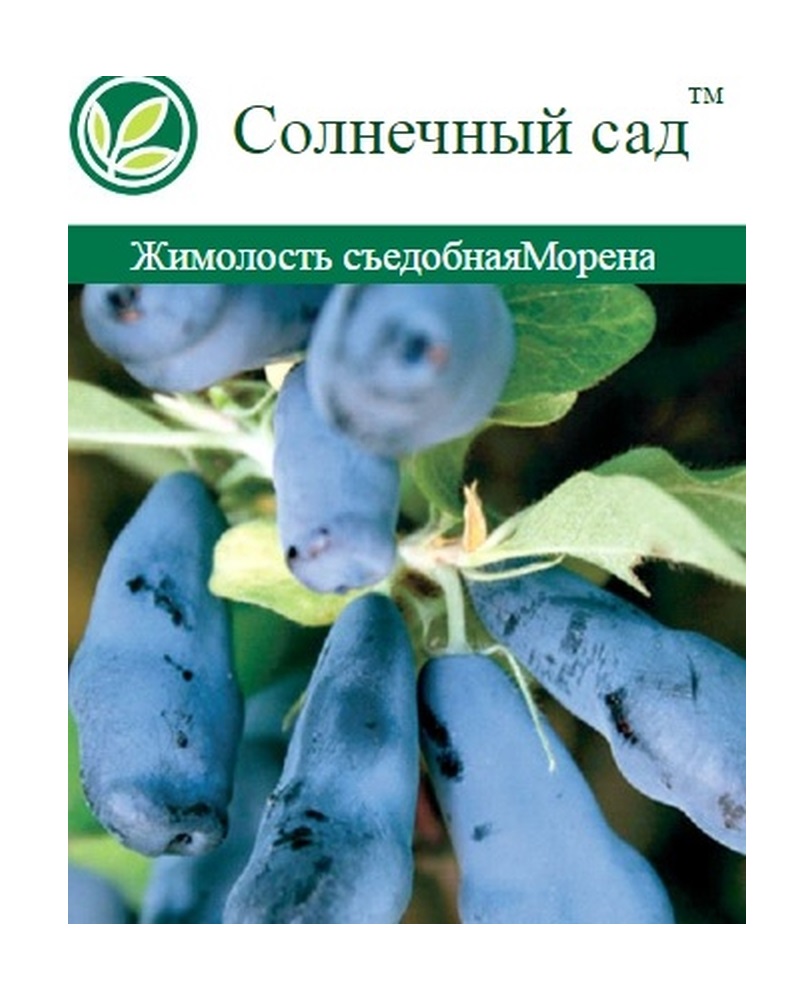 Изображение товара Растение Жимолость съедобная С2 Н30, урожайное морозостойкое