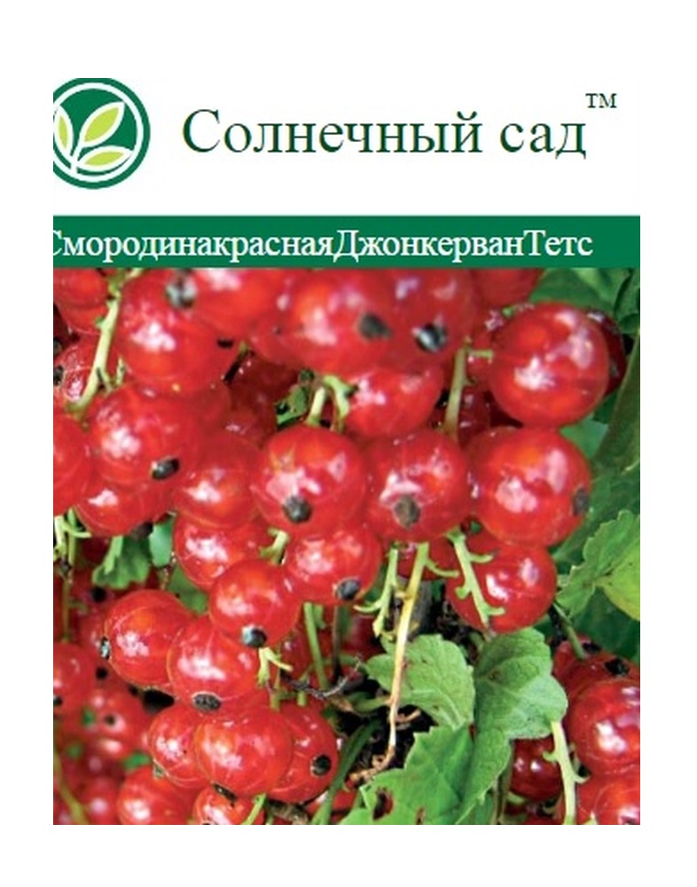 Изображение товара Растение Смородина красная С2 Н35 - вкусные ягоды