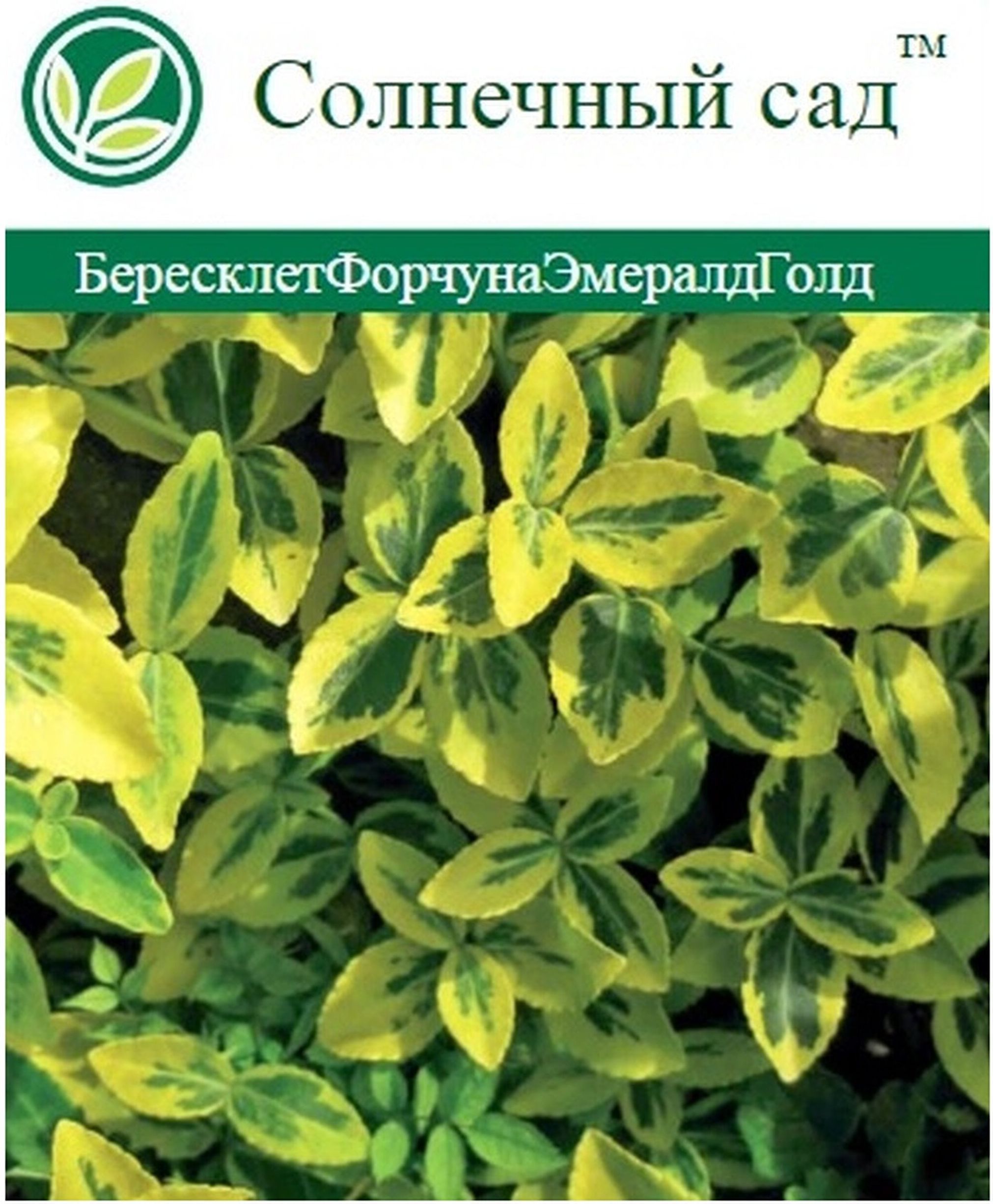 Изображение товара Растение Бересклет С2 Н40 1 шт