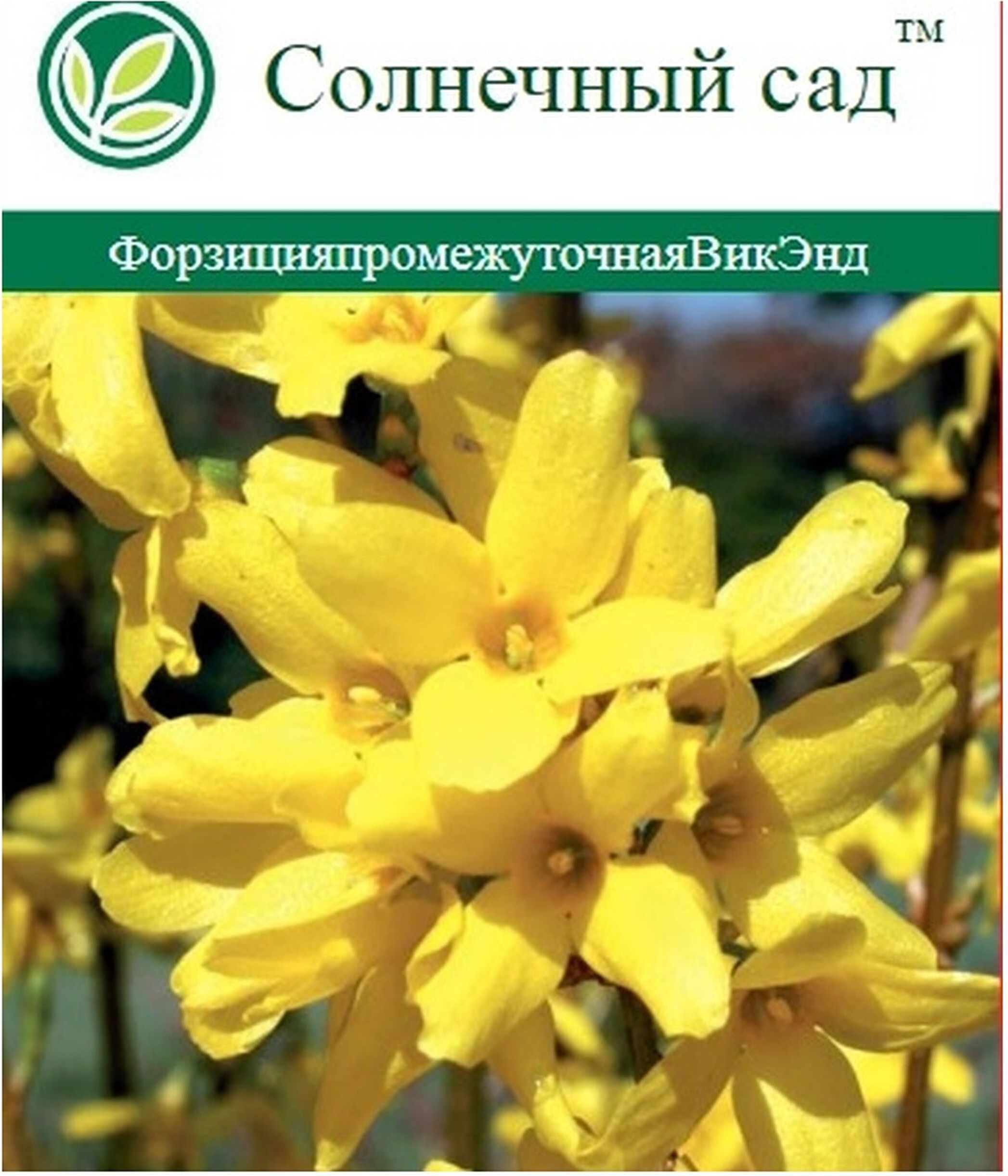 Изображение товара Растение форзиция С2 Н55 1 шт для сада и ландшафтного дизайна
