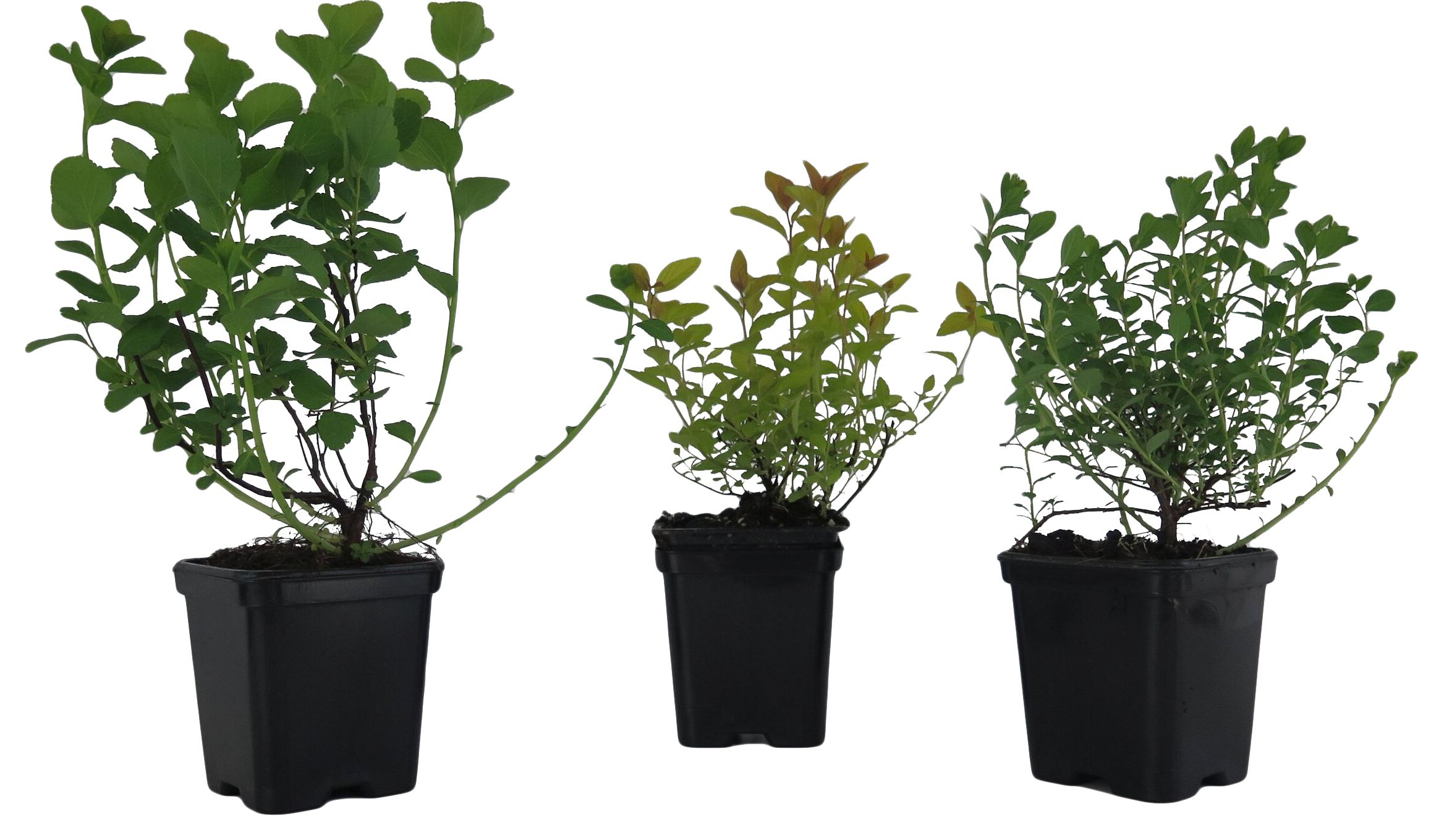 Изображение товара Растение Спирея весенний цвет С2 Н55 желтая декоративная кустовая