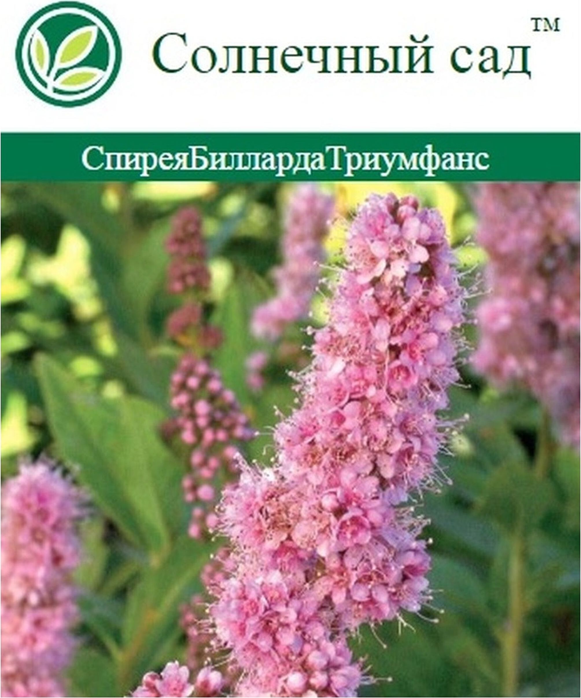 Изображение товара Растение Спирея С2 Н35 для ландшафтного дизайна и сада