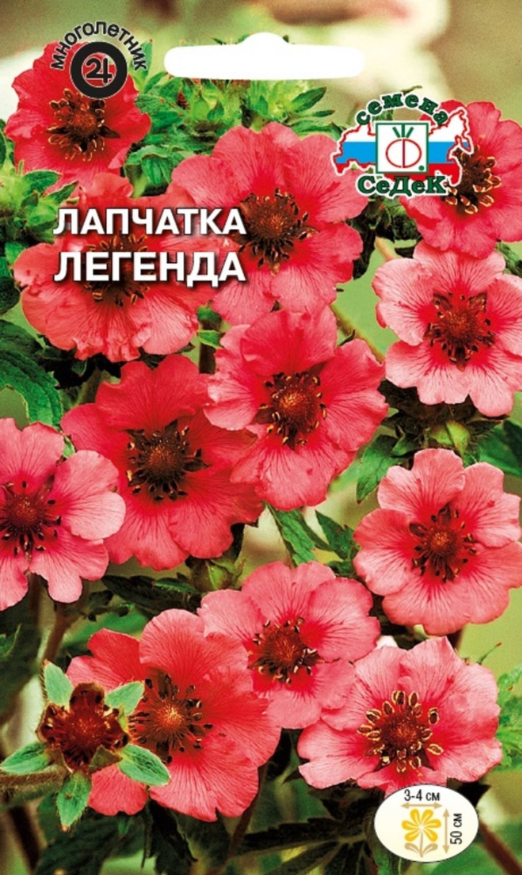Лапчатка Мисс Вильмонт высота