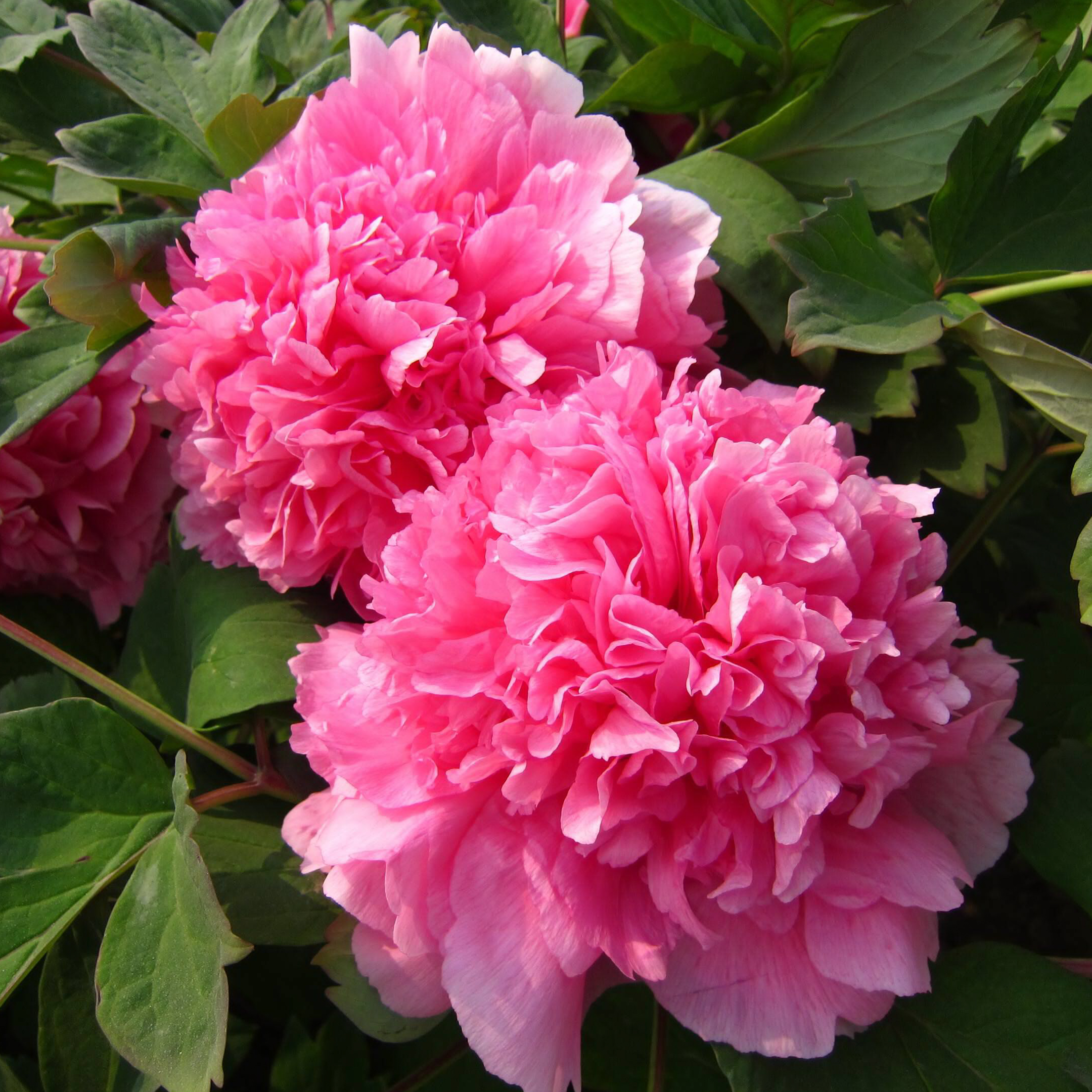 Изображение товара Саженец пиона древовидного Красный гигант 150 см, яркий цвет, многолетний куст