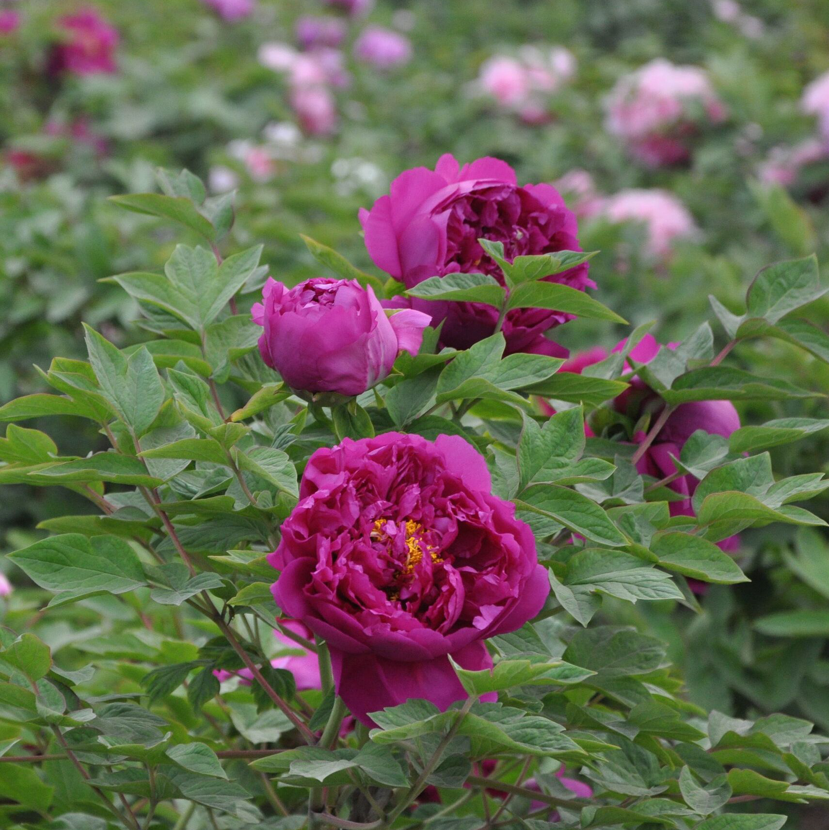 Изображение товара Саженец пиона древовидного Фиолетовый для вашего сада