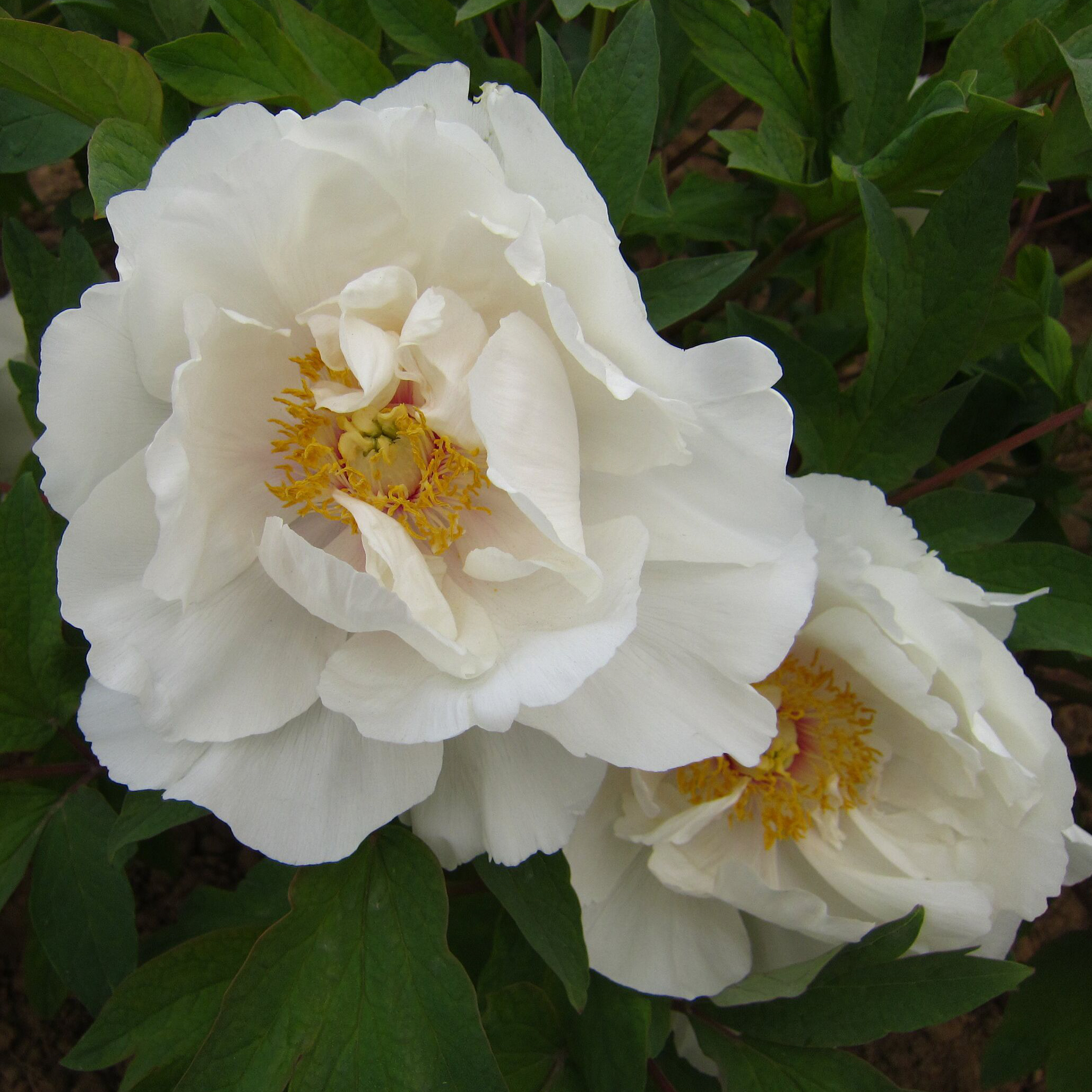 Изображение товара Саженец пиона древовидного Белый нефрит 17х4 см в горшке