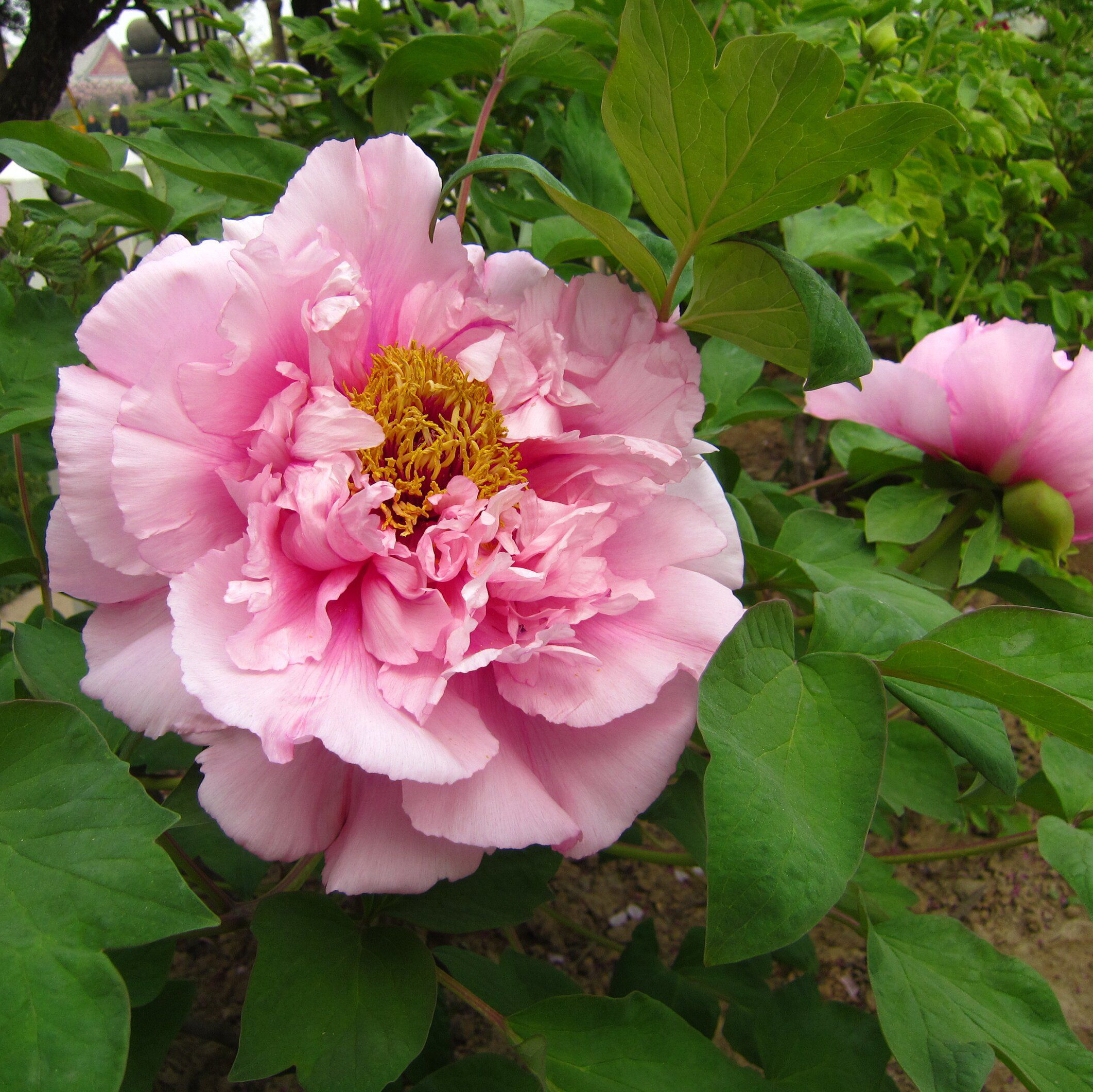 Изображение товара Саженец пиона древовидного Розовая река Купить в садовом центре