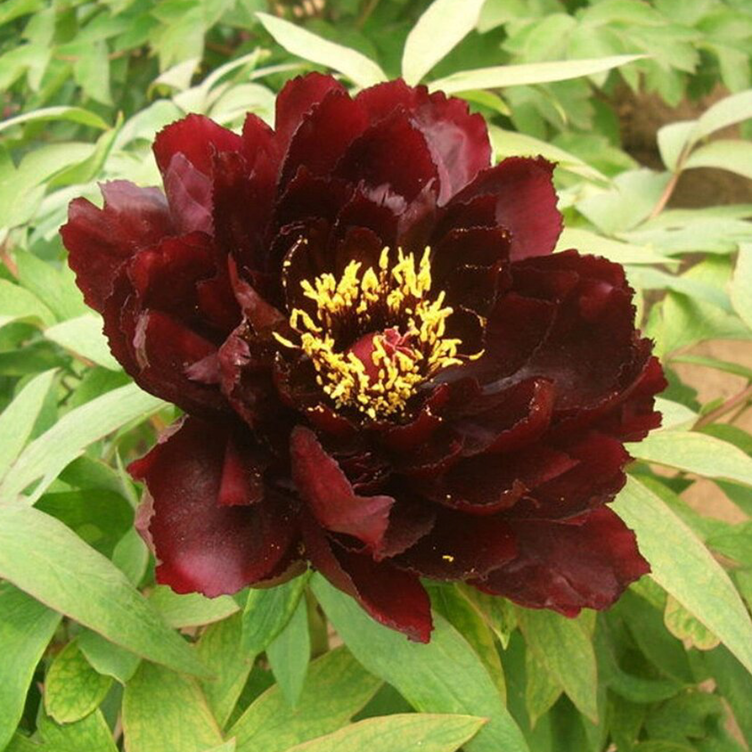 Изображение товара Саженец Пиона Полночь в коробке - красивое цветущее растение