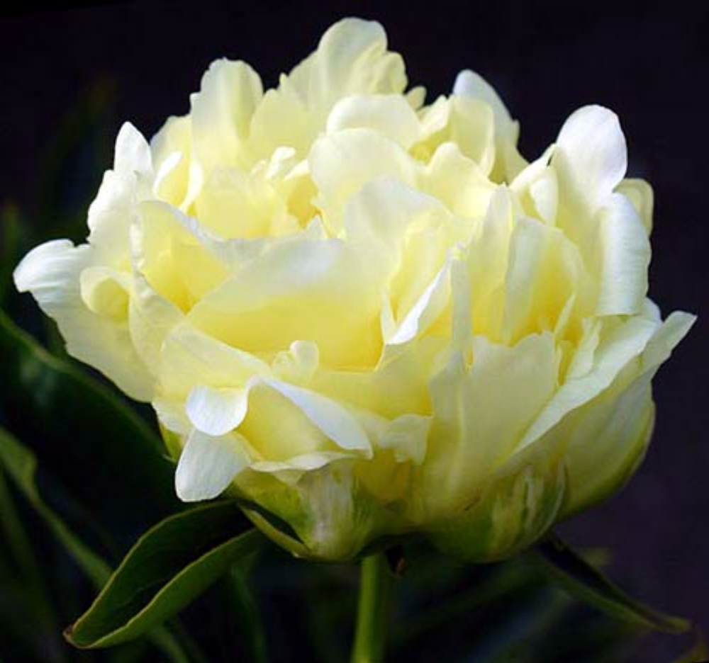 Изображение товара Растение Пионы травянистые 7 ЦВЕТОВ Золотая колесница для сада и цветников