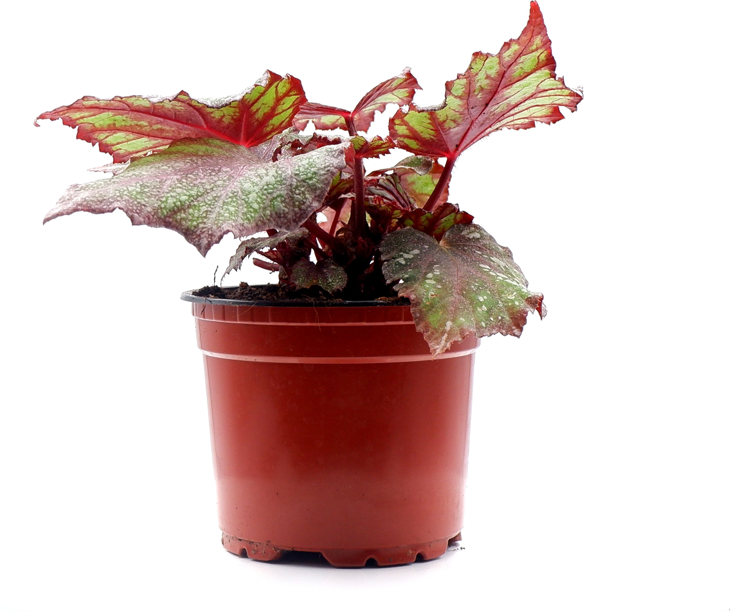 Растение Бегония Рекс микс - купить по цене 499 руб. в Москве и РФ