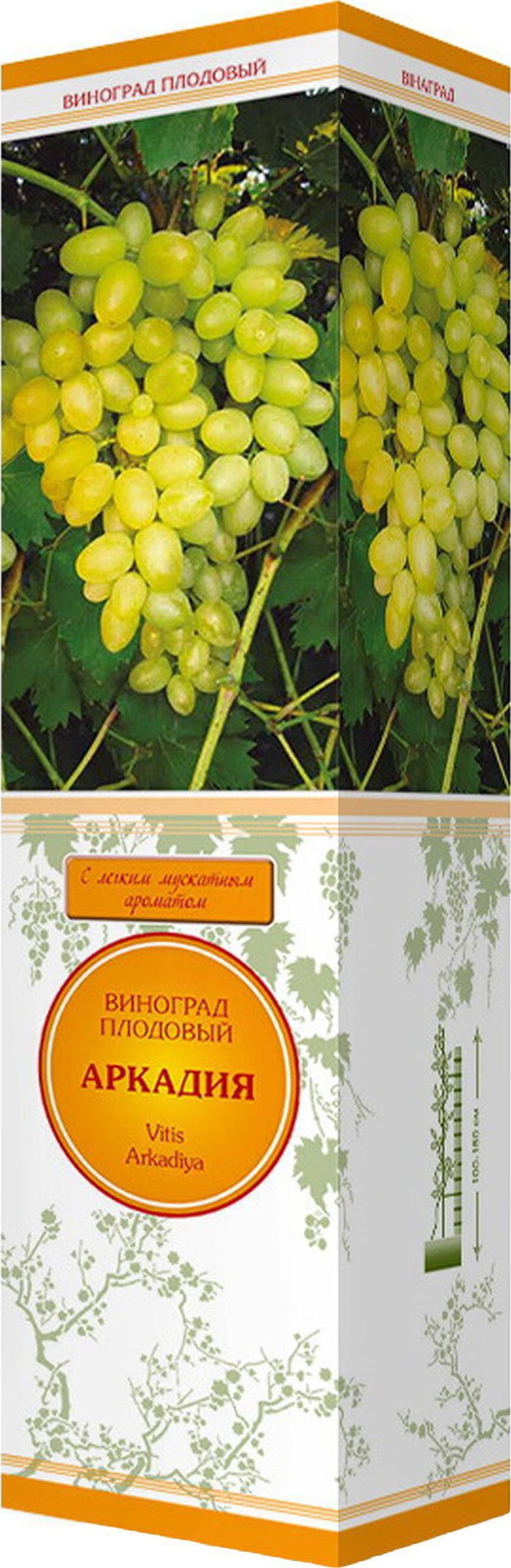 Изображение товара Саженец Виноград Аркадия С1 Н37 раннеспелый