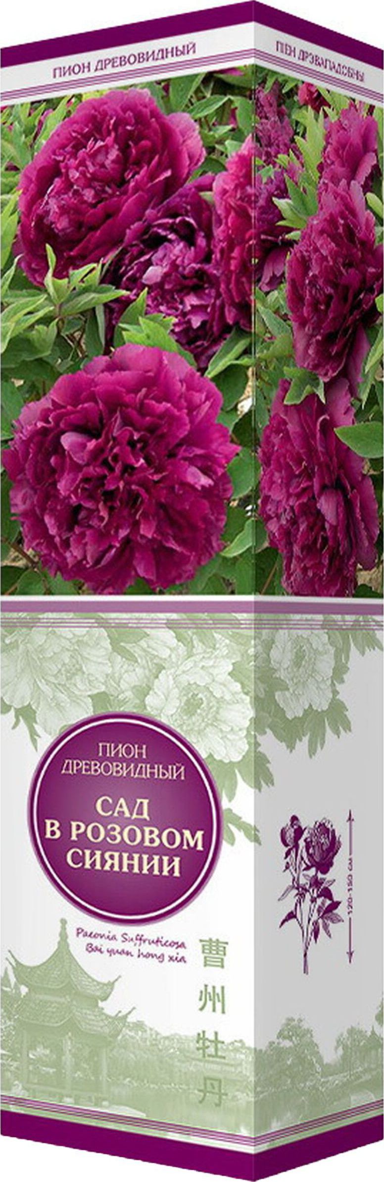 Изображение товара Саженец Пион Сад в розовом сиянии С1 Н37