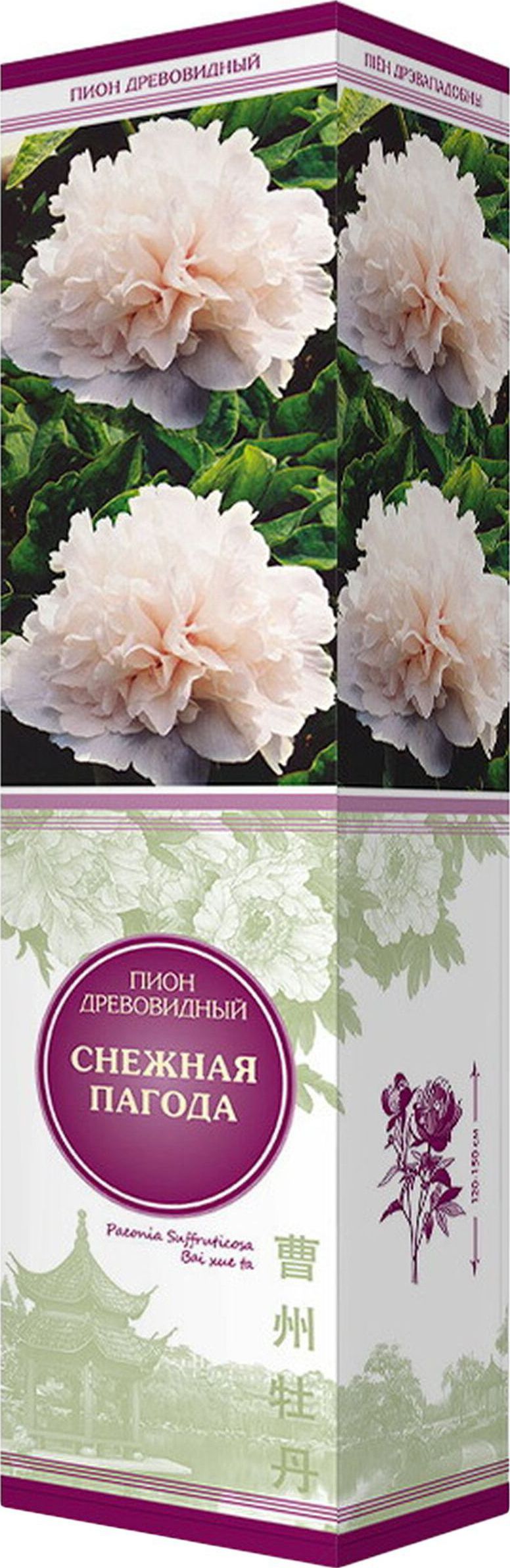 Изображение товара Саженец пиона Снежная Пагода высотой 120-150 см белые цветы