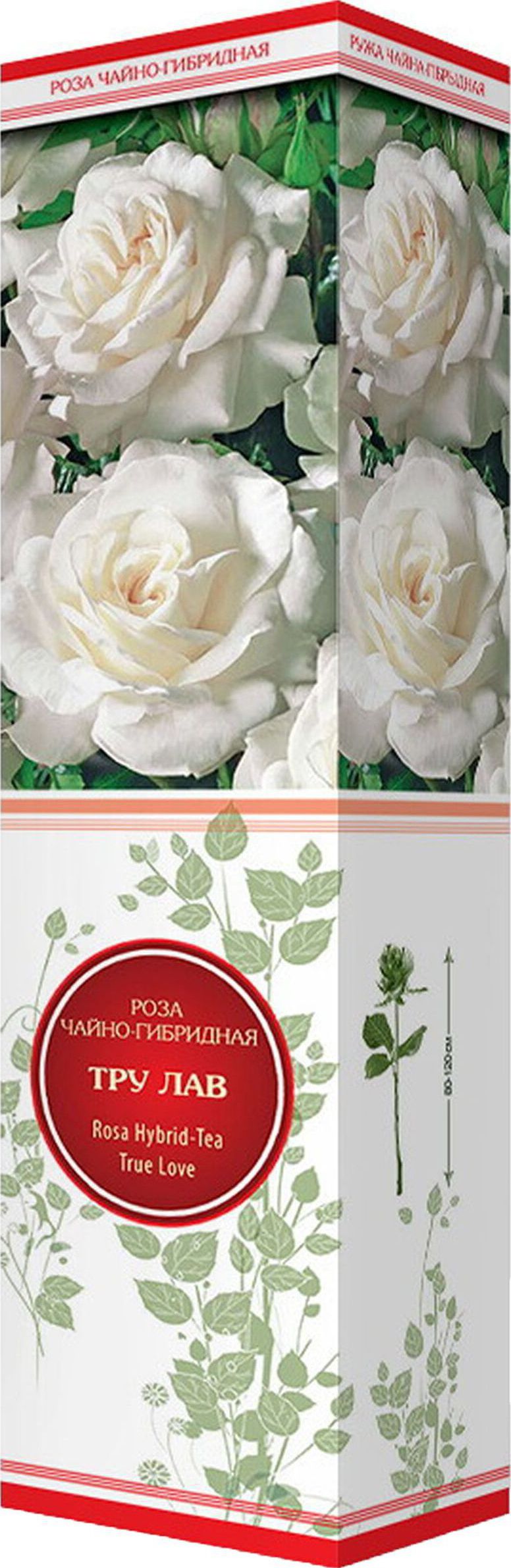 Изображение товара Саженец розы Тру Лав С1 Н37 белая, многолетняя, крупная цветка