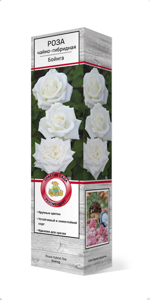 Изображение товара Саженец Роза чайно-гибридная Бойнга 1 шт