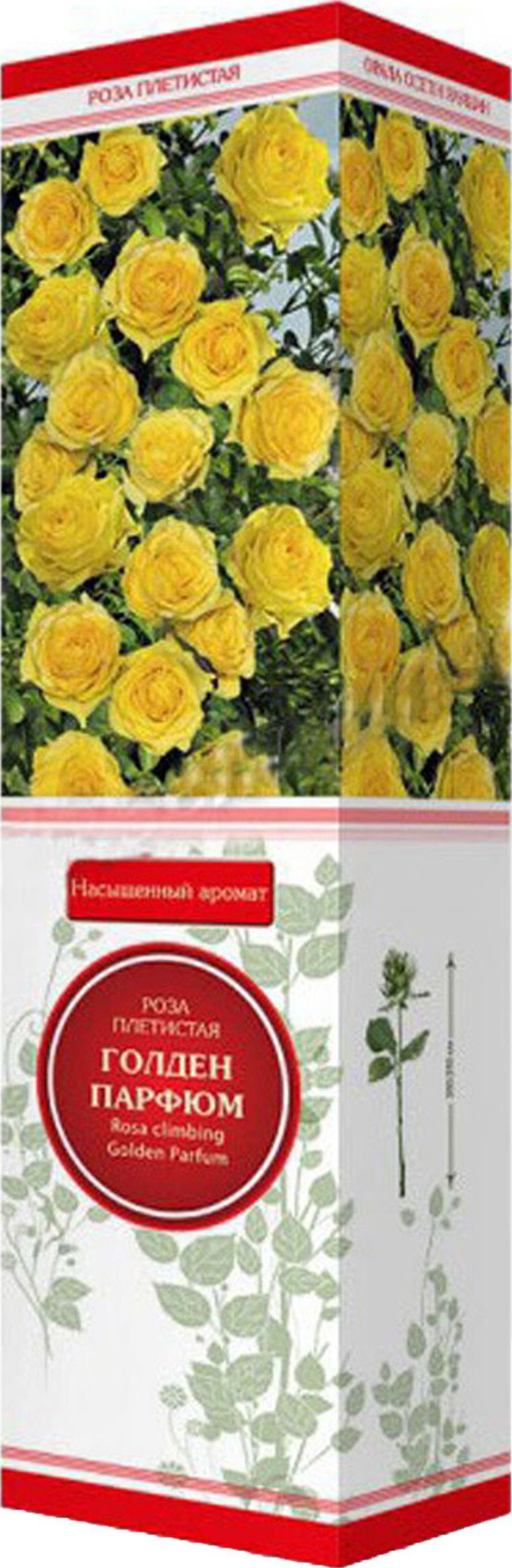 Изображение товара Саженец розы Голден Парфюм C1 H37 - яркое желтое цветение, аромат и зимостойкость