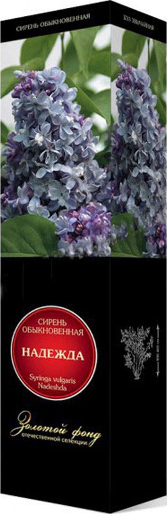 Изображение товара Саженец Сирень обыкновенная Надежда С1 Н37