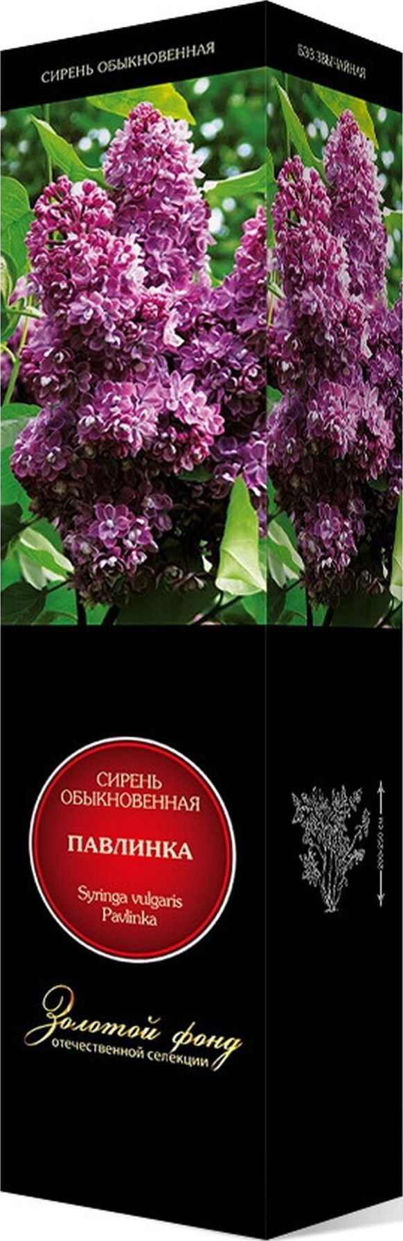 Изображение товара Саженец Сирень обыкновенная Павлинка С1 Н37