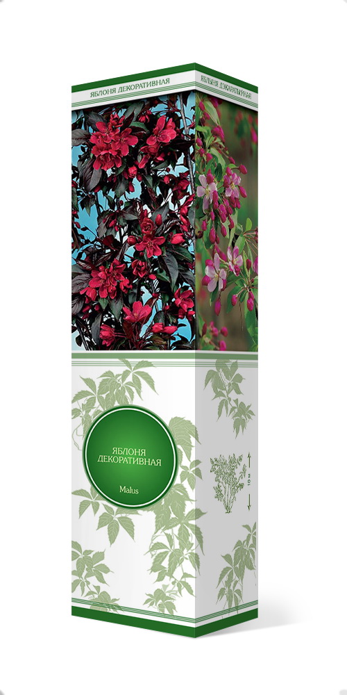 Изображение товара Яблоня декоративная Роялти С1 Н37 — компактное декоративное растение