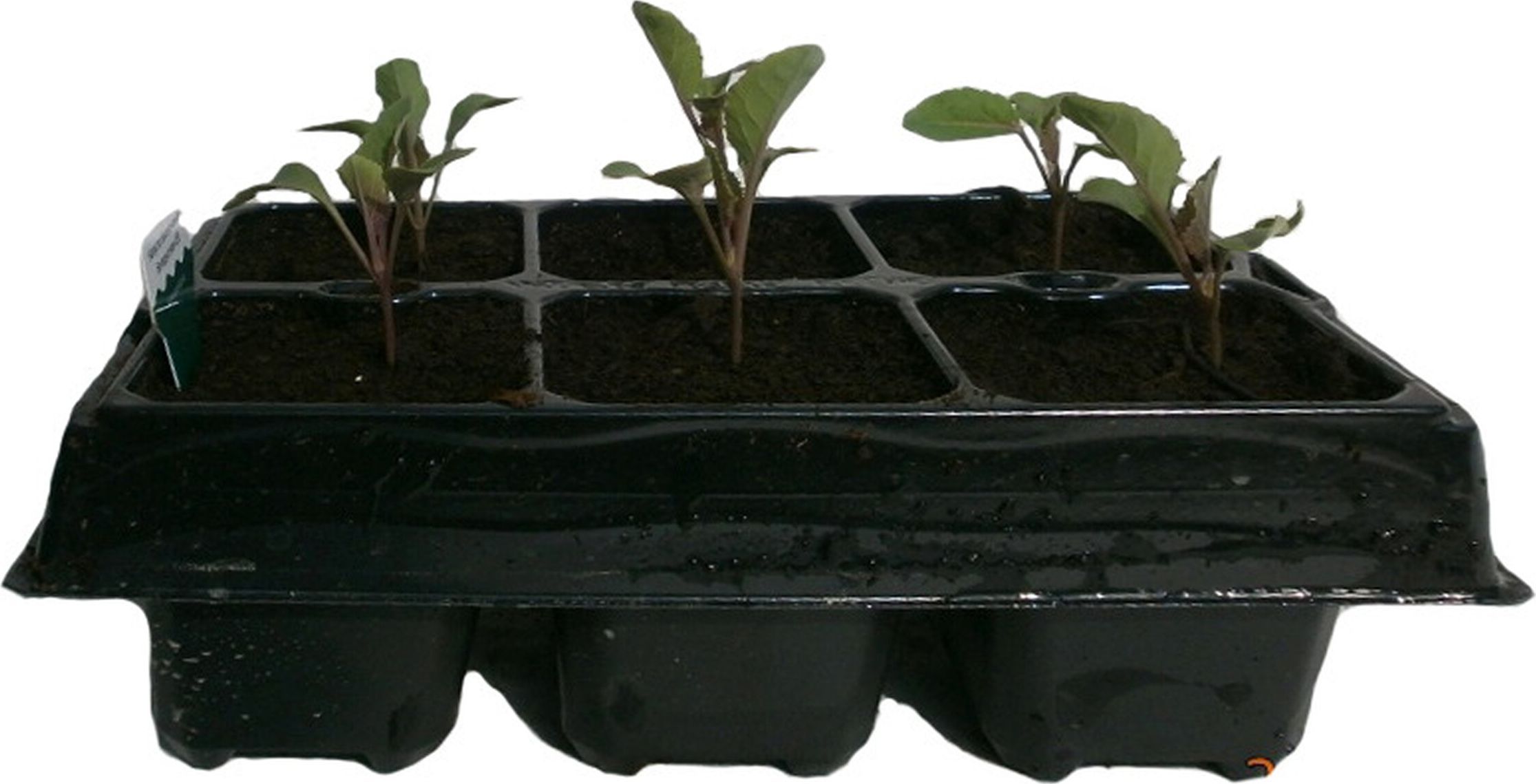 Изображение товара Рассада Капуста цветная в кассете 6 шт