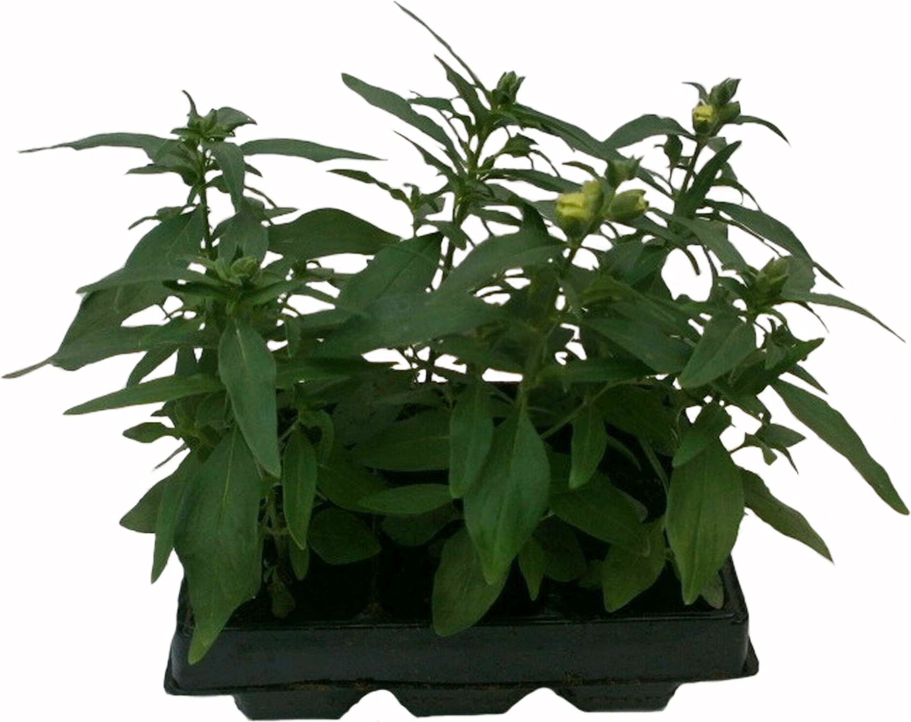 Изображение товара Рассада Львиный зев в кассете 6 шт