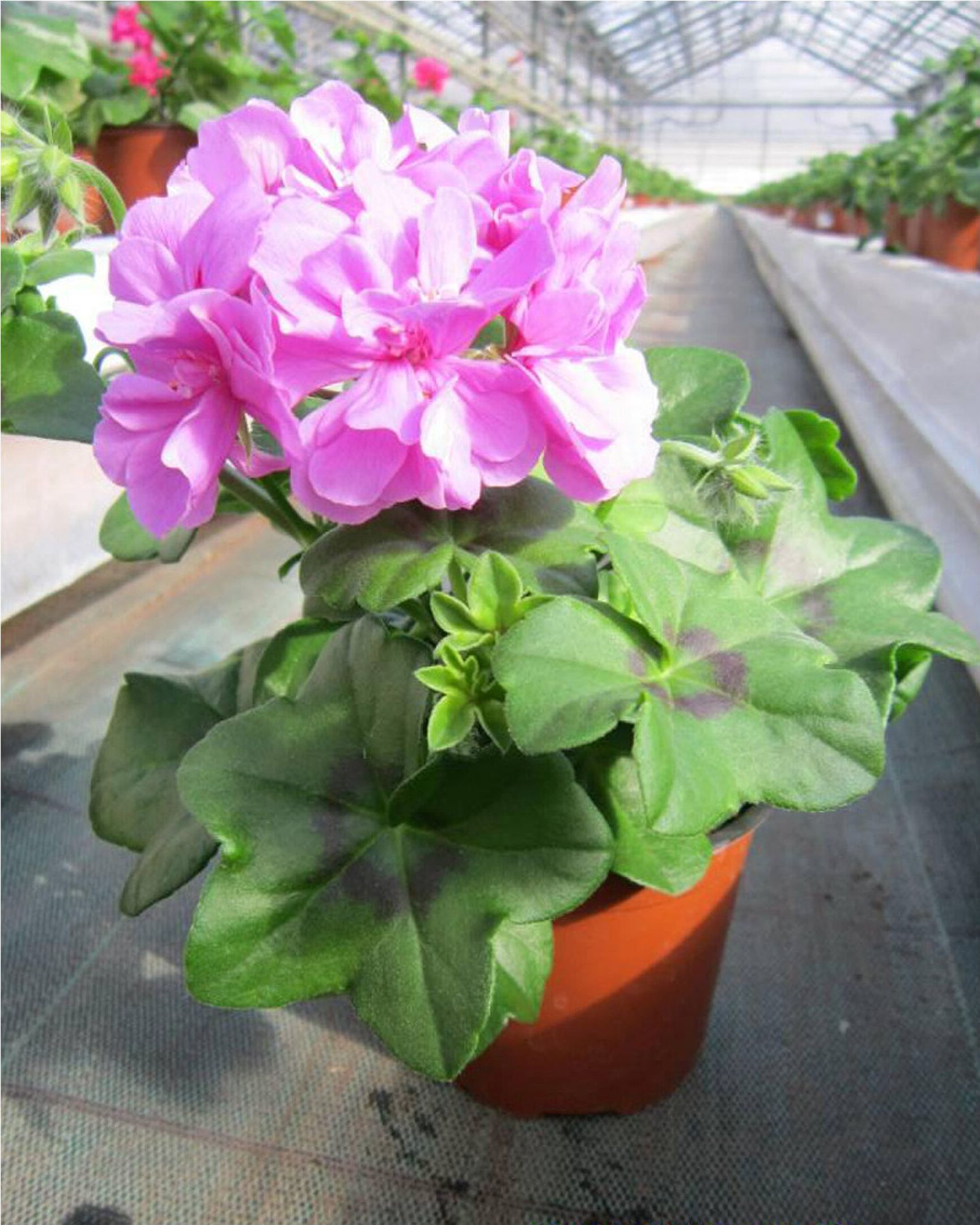 Изображение товара Рассада Пеларгония плющелистная в горшке 1 шт