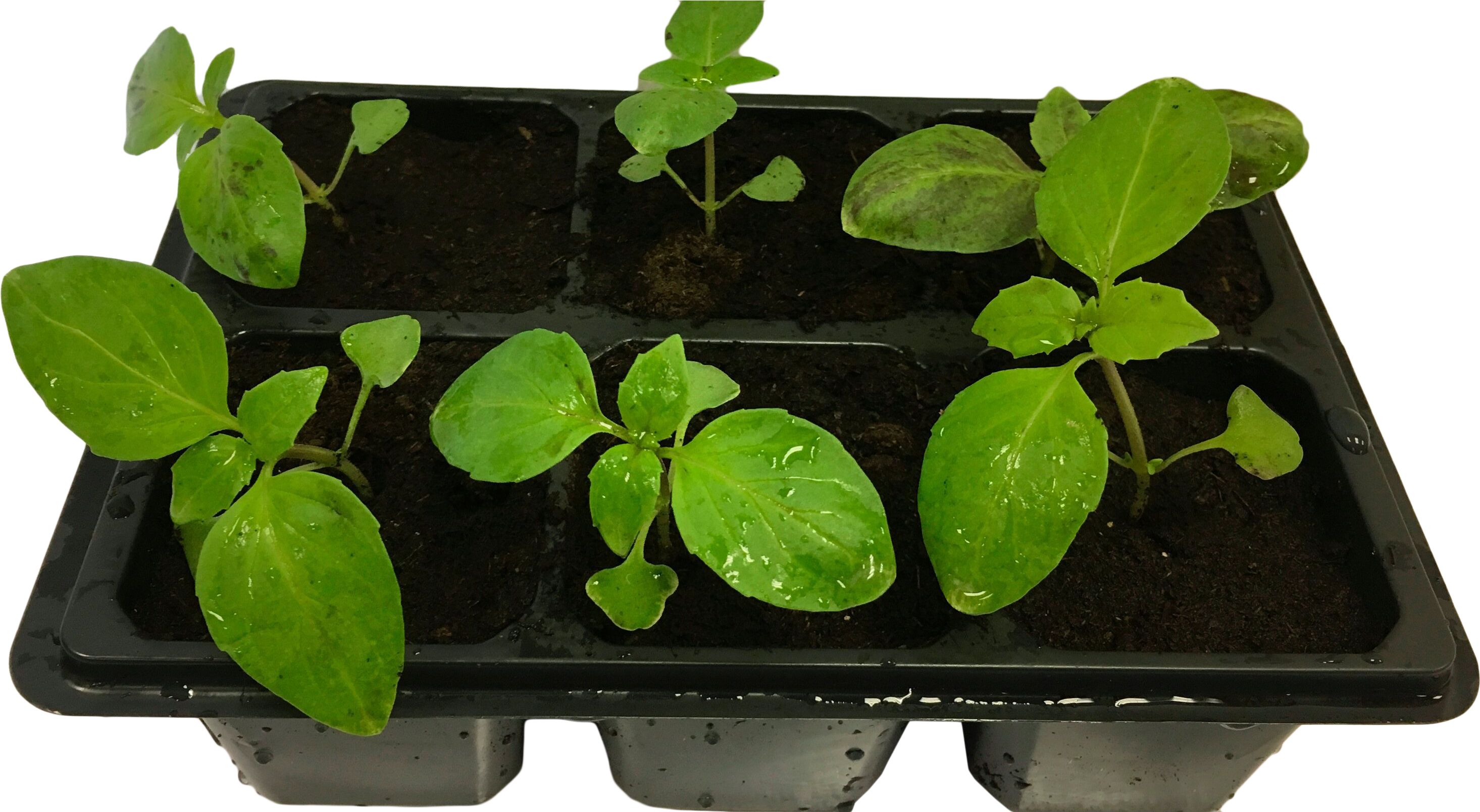 Изображение товара Рассада Базилик в кассете 6 шт