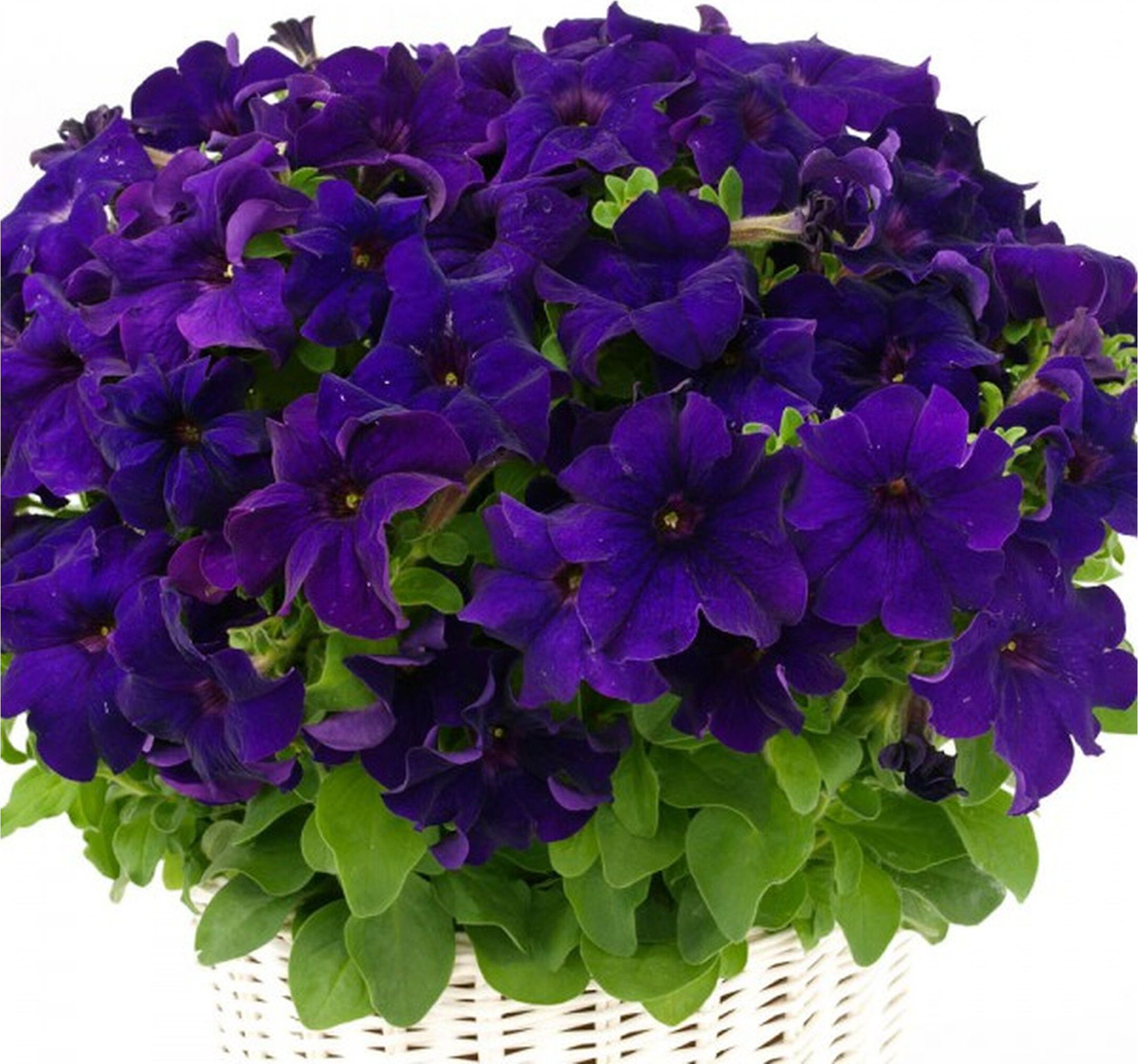 Изображение товара Рассада Петуния ампельная в горшке D21 Н40 1 шт