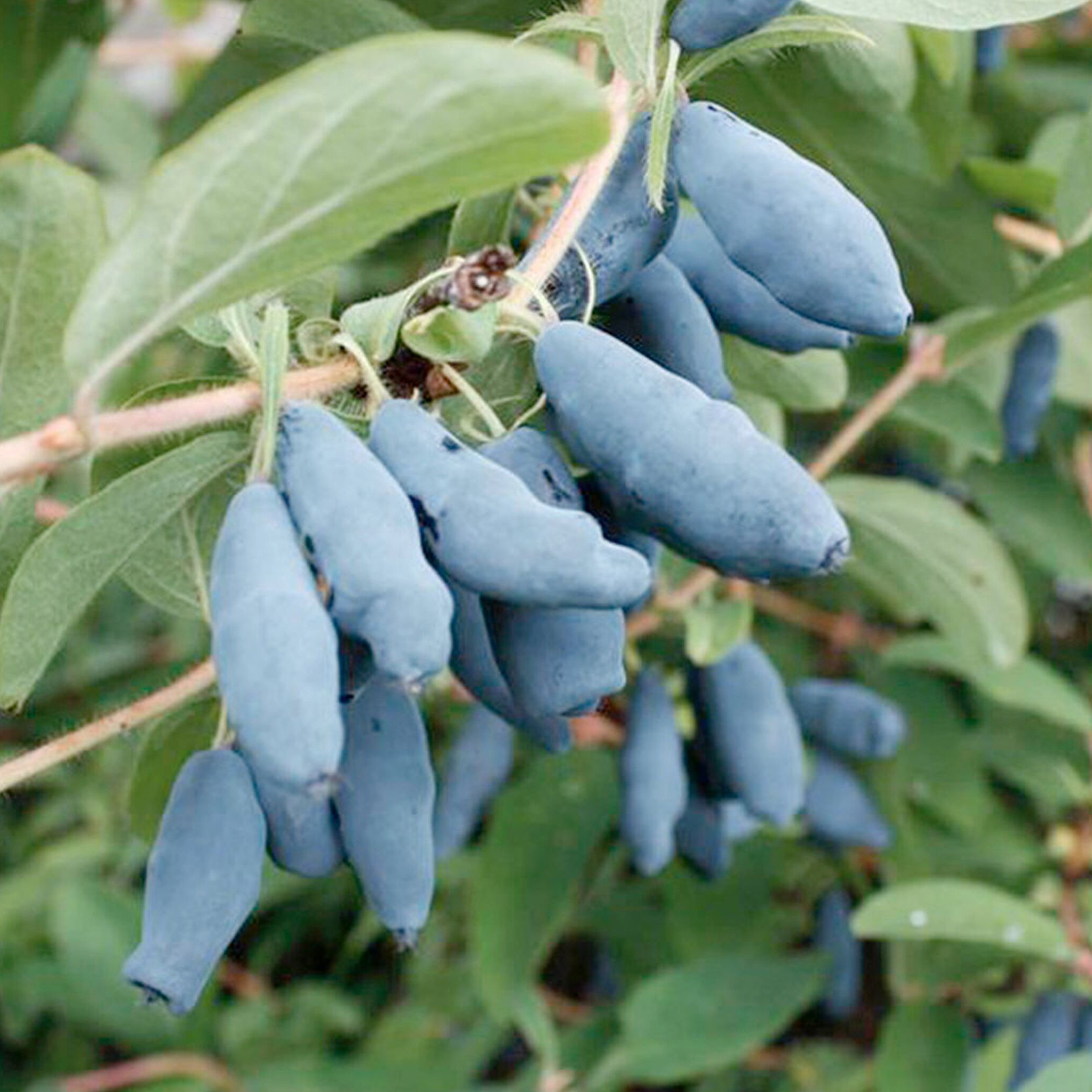 Изображение товара Растение Жимолость съедобная ПОИСК С5 H30 в ассортименте