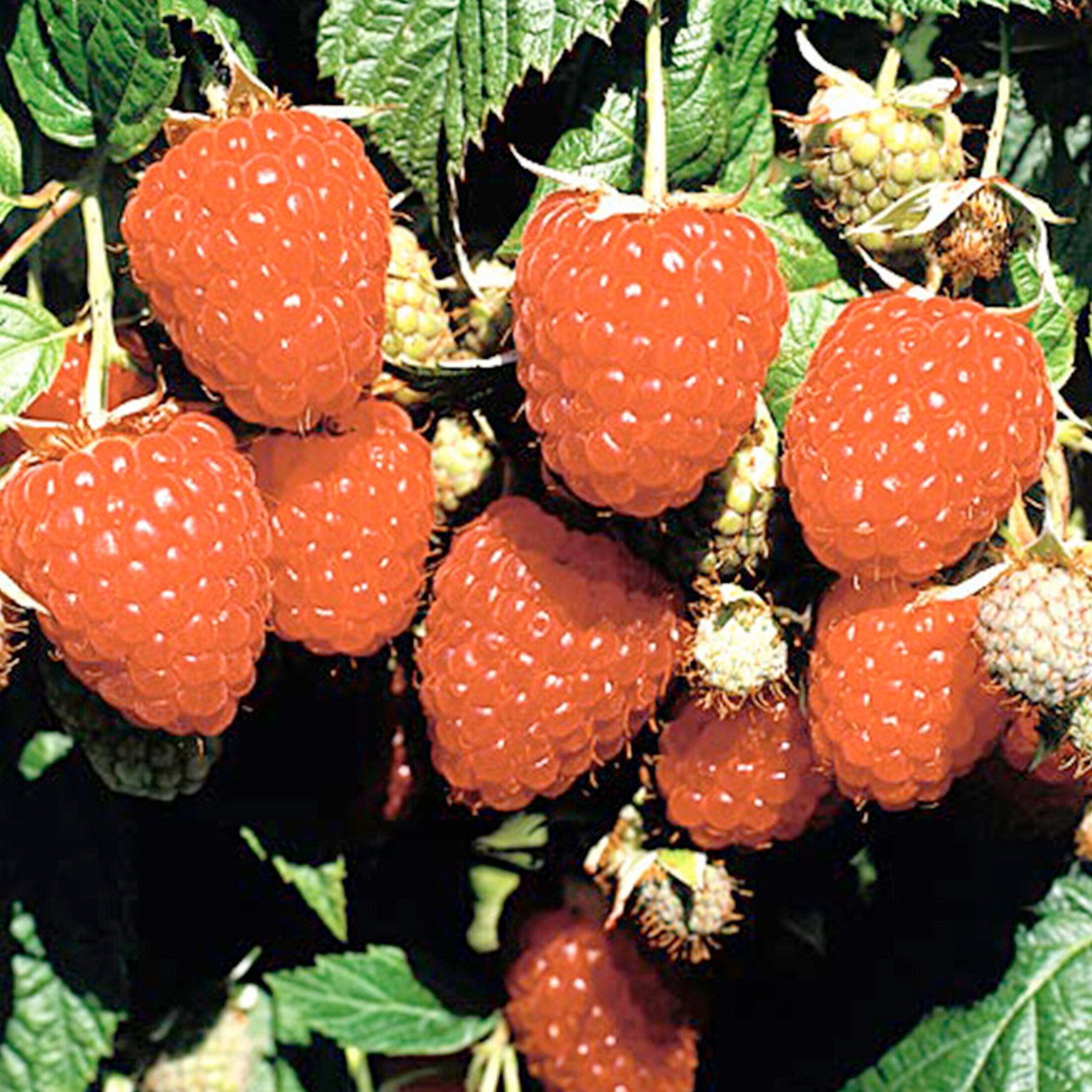 Изображение товара Саженец Малина C2 H15-25 в ассортименте 