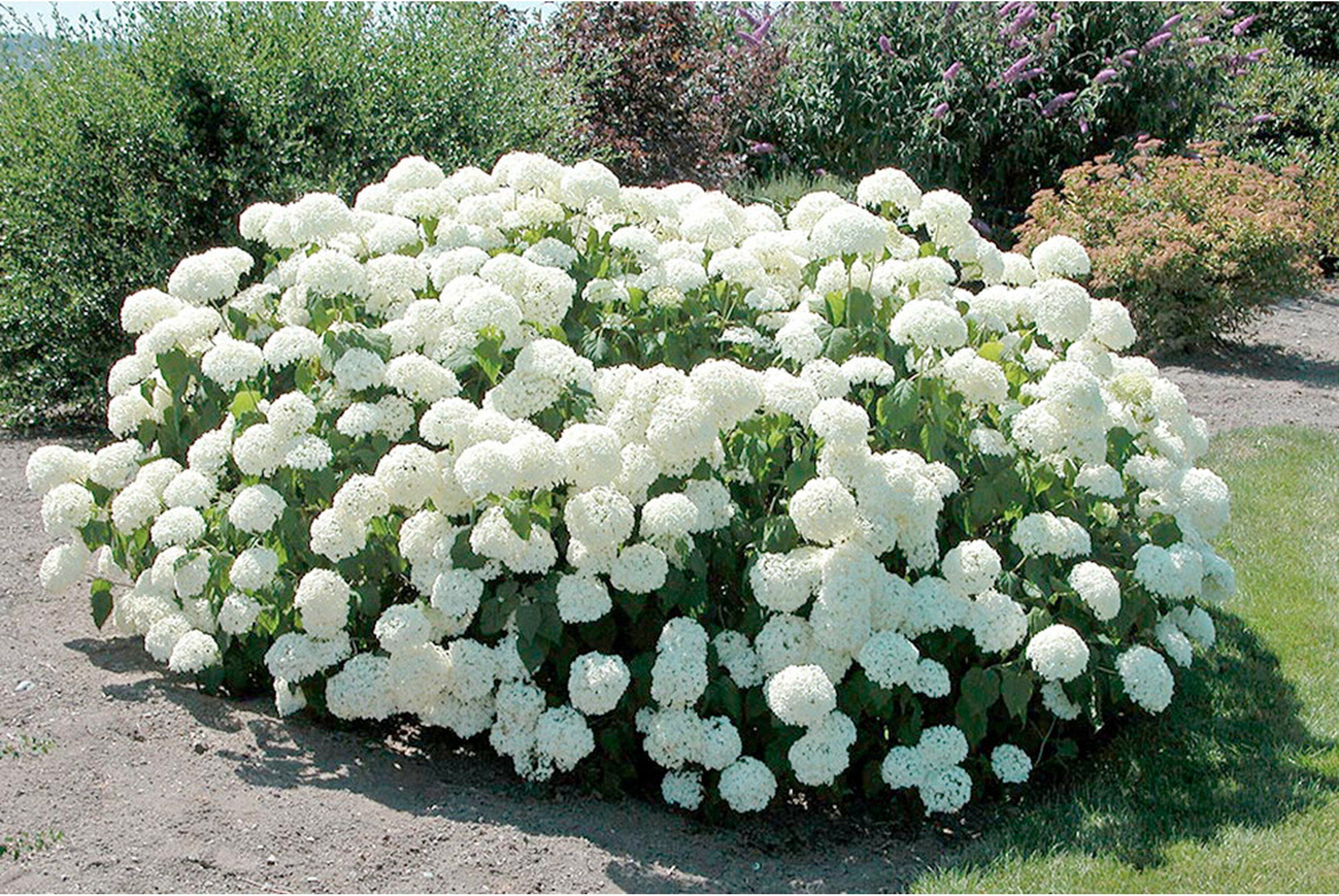 Цветущие кустарники в английском саду. Рододендрон вечнозеленый в тени. Пышные кусты. Пышные кусты. Рододендрон вечнозеленый садовый.